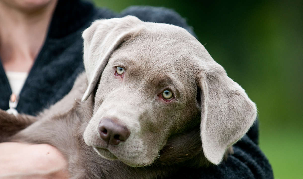 Labrador Backgrounds