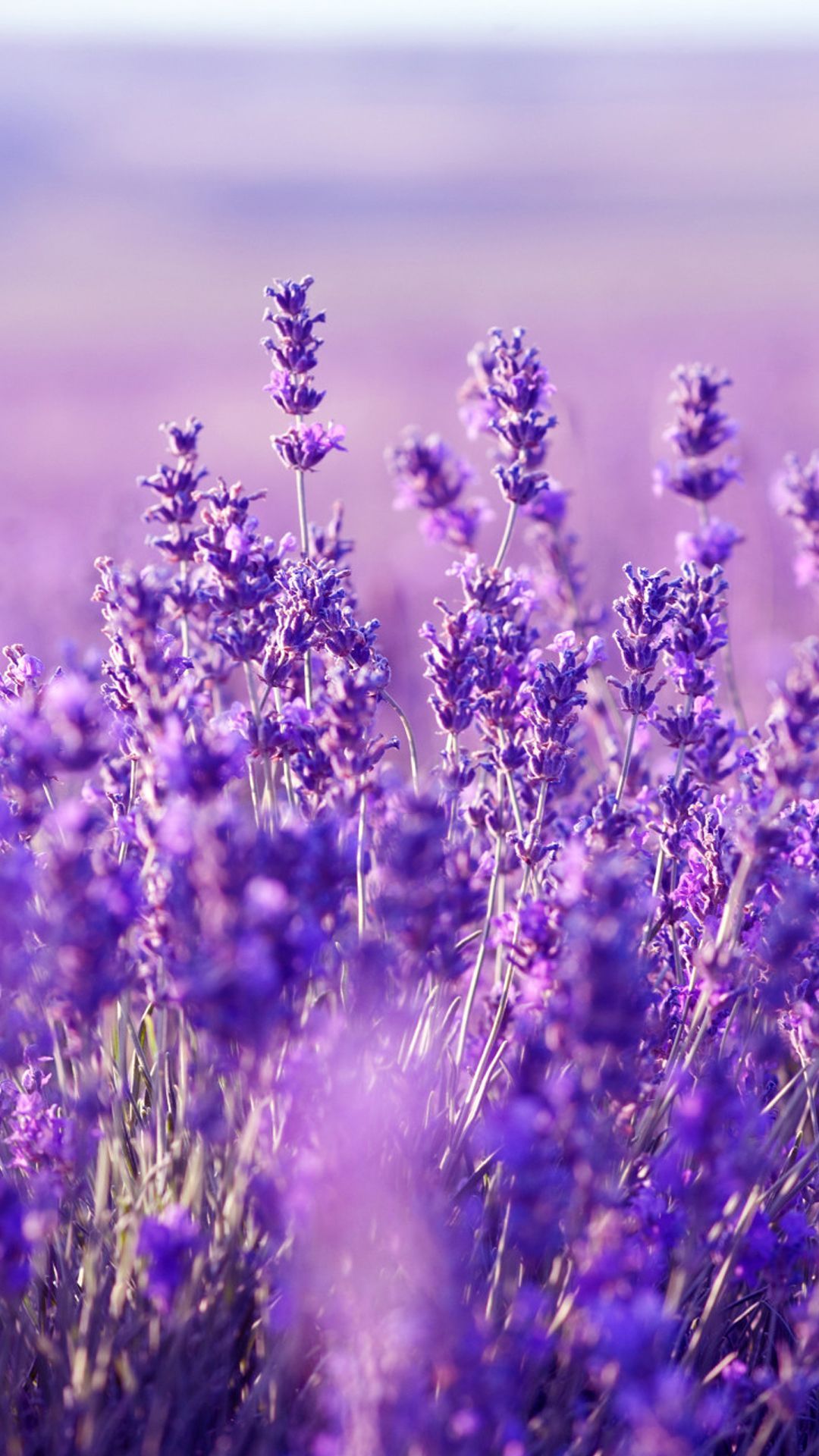 Lavender Flower Backgrounds