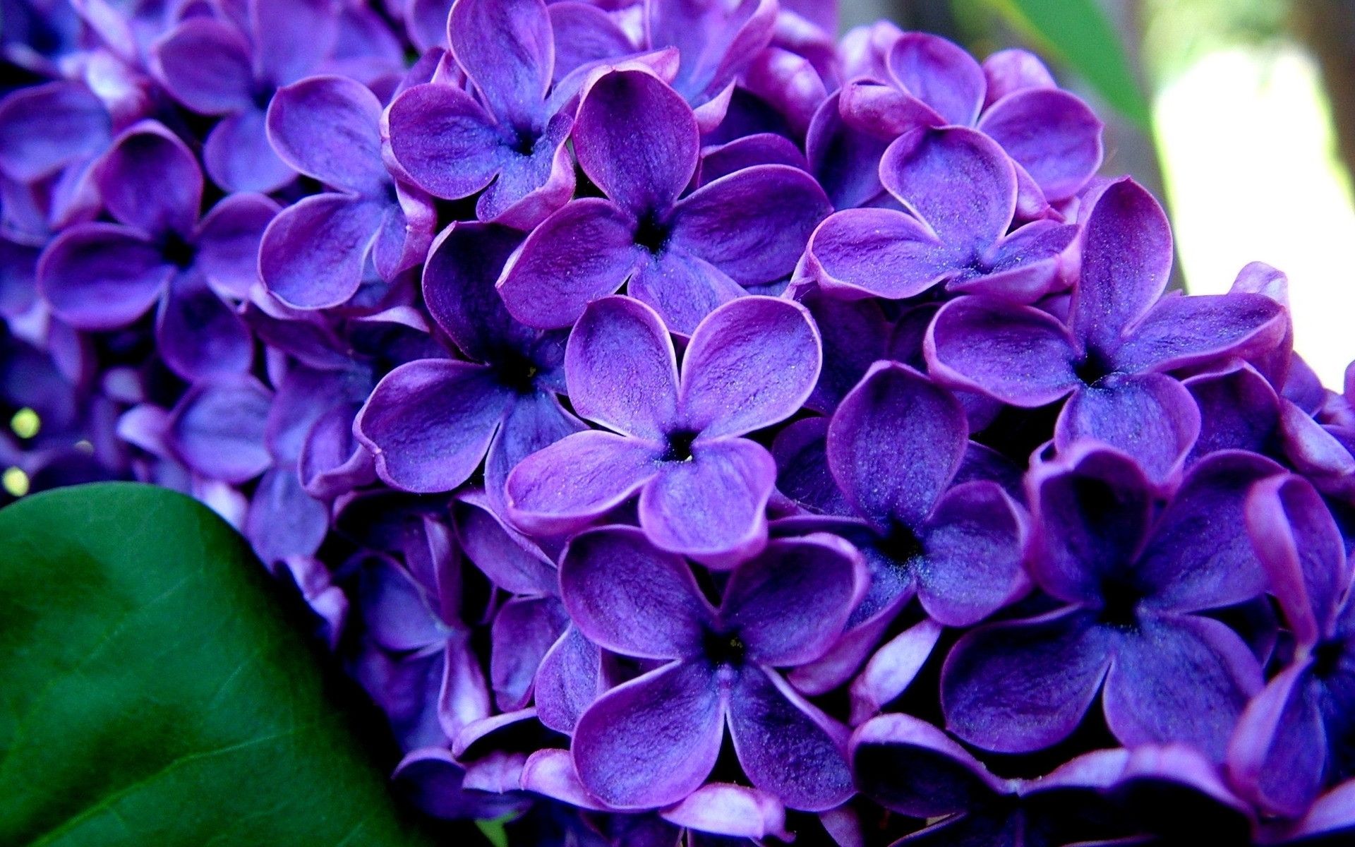 Lavender Flower Backgrounds