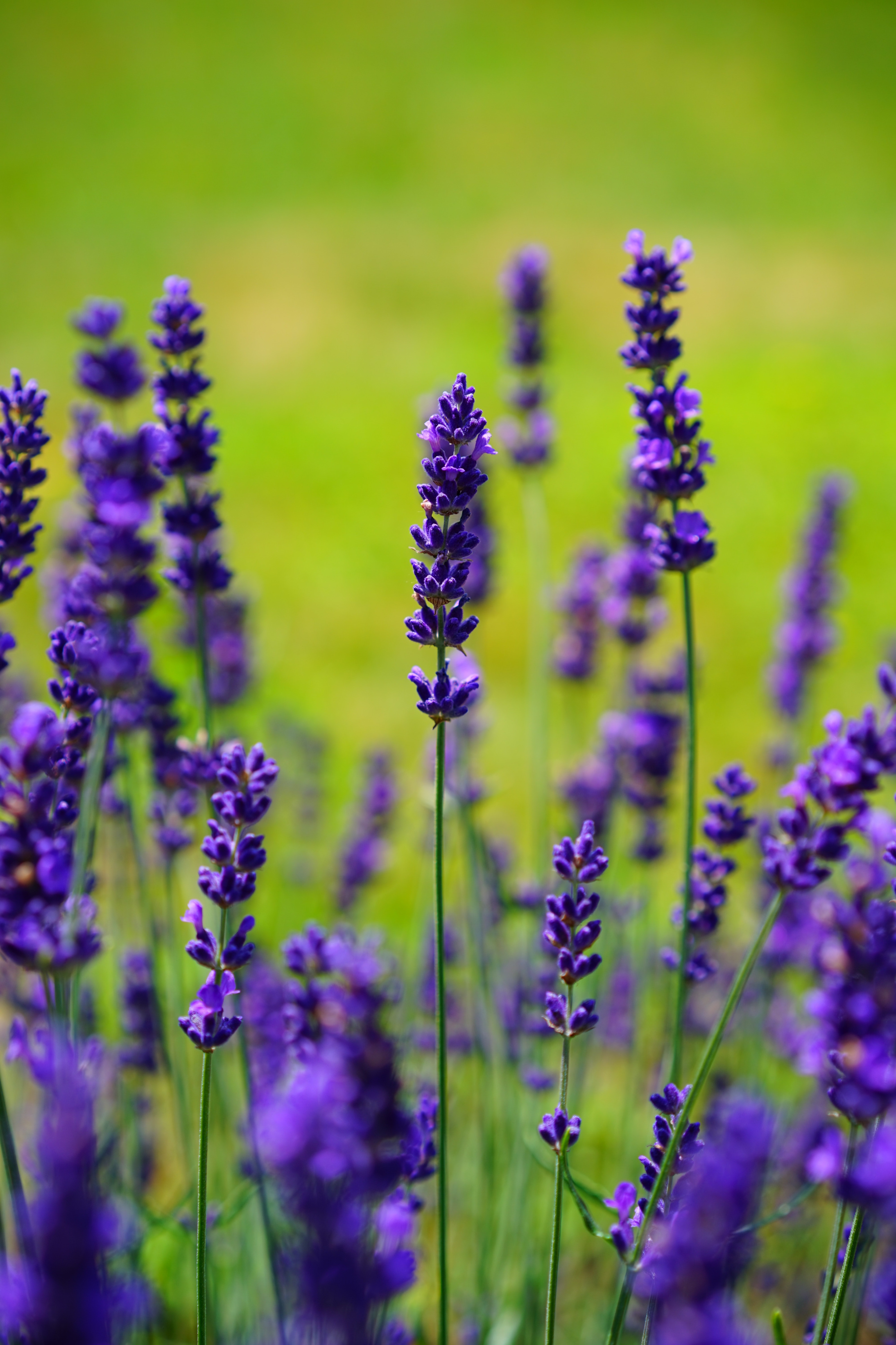 Lavender Flower Backgrounds