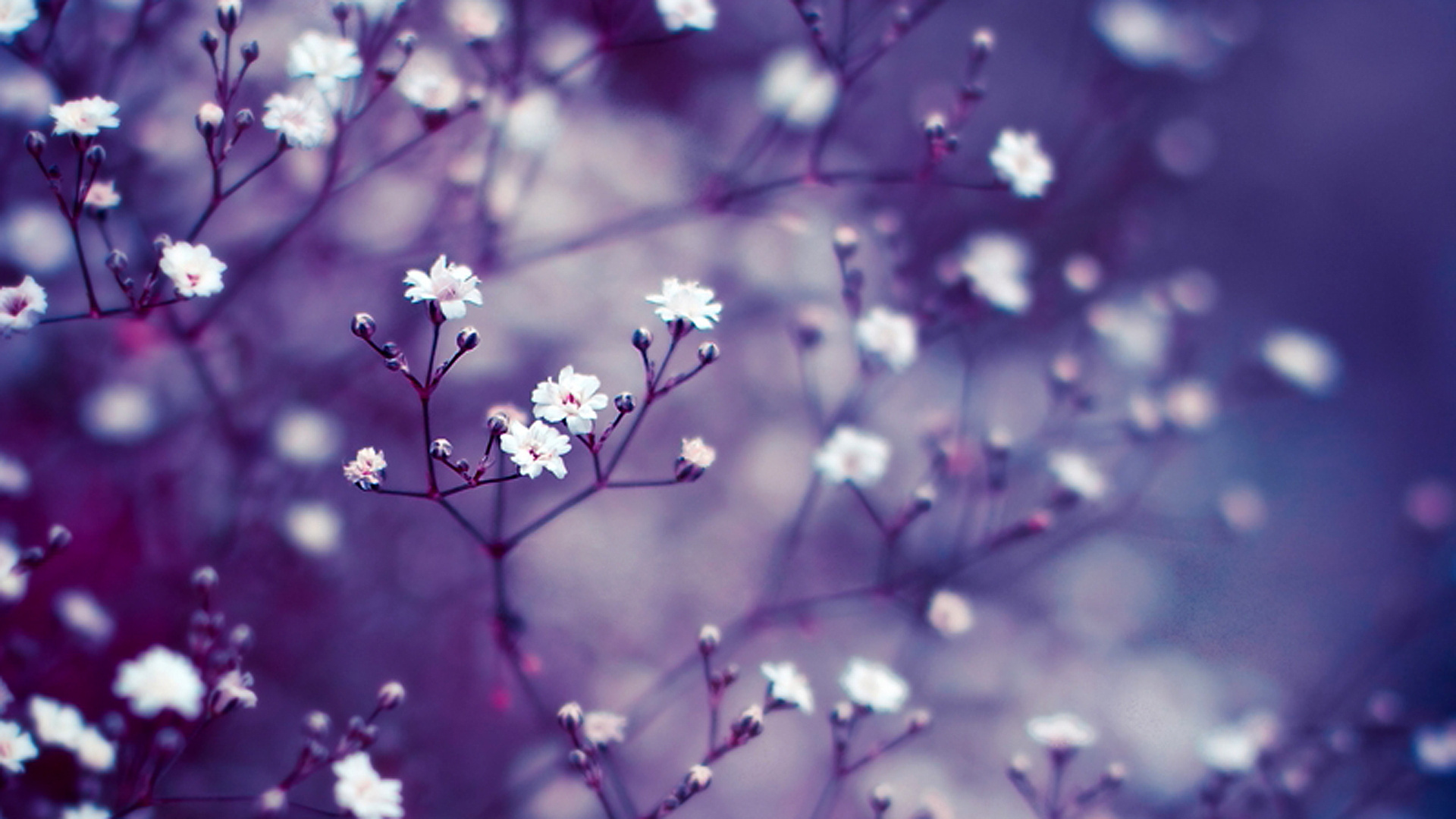 Lavender Flower Backgrounds