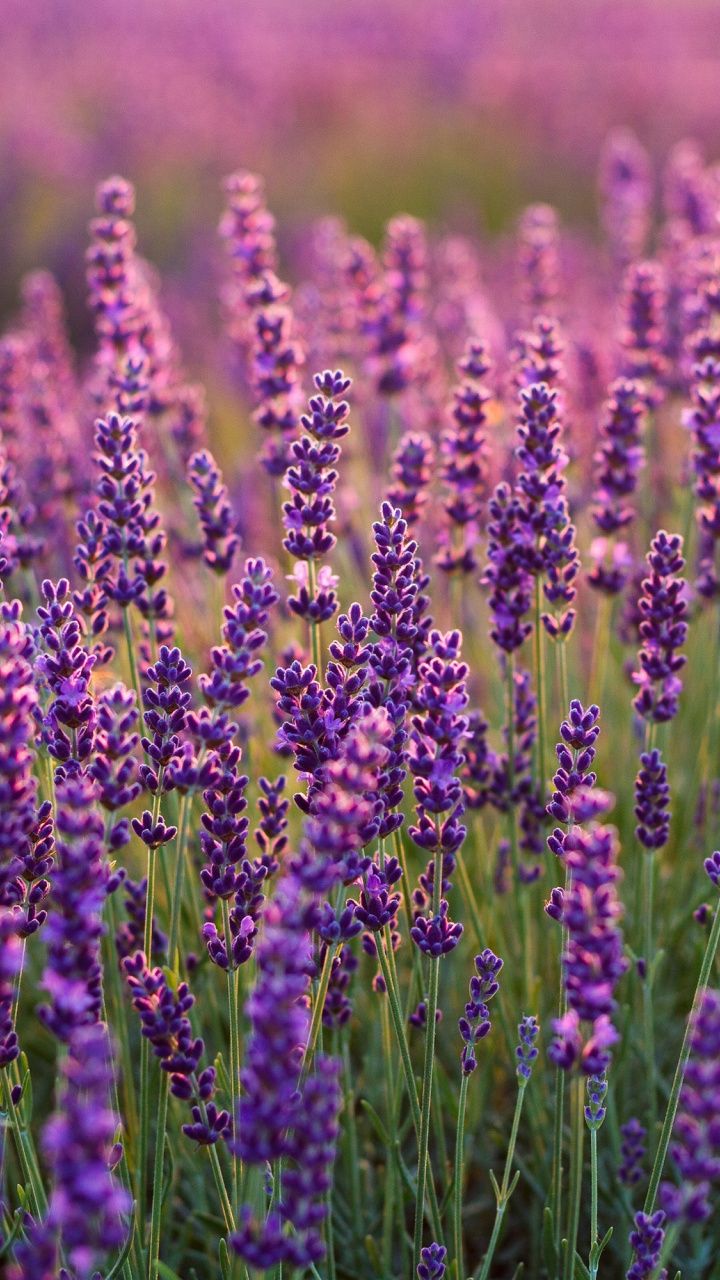 Lavender Flower Backgrounds