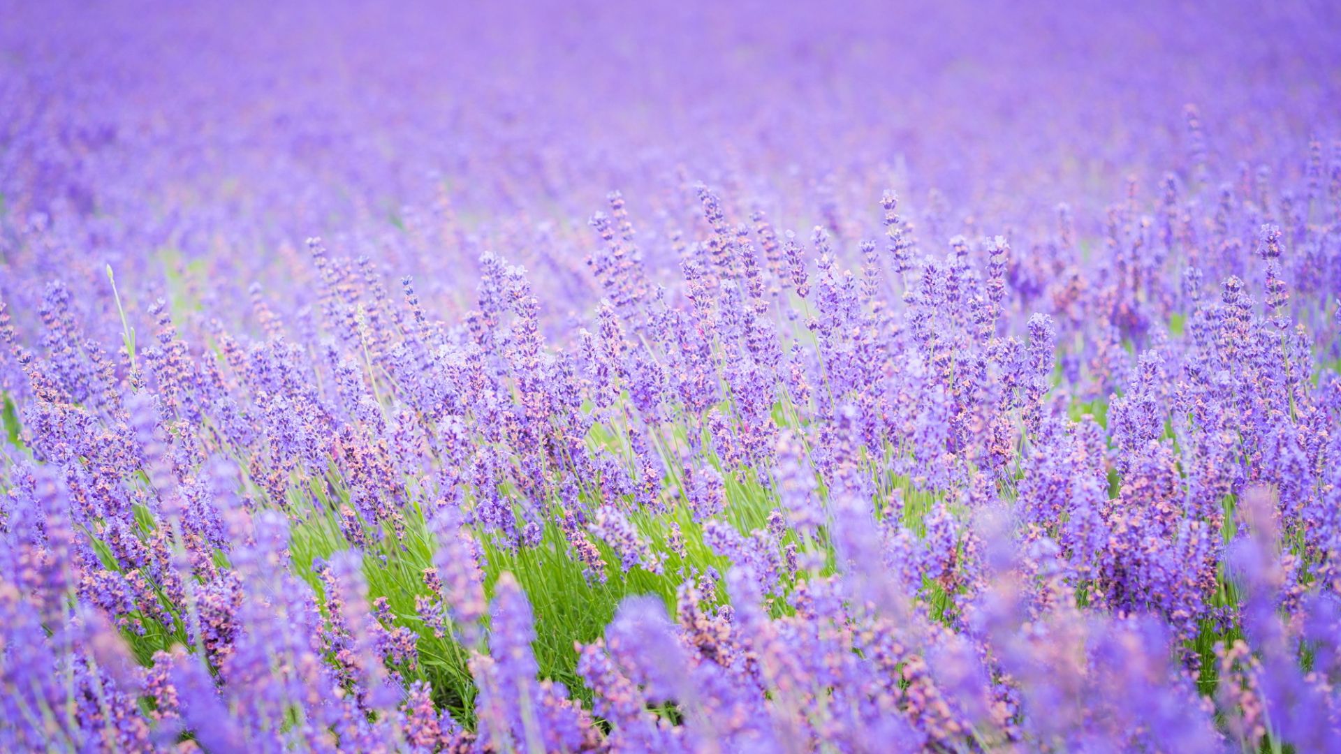 Lavender Flower Backgrounds