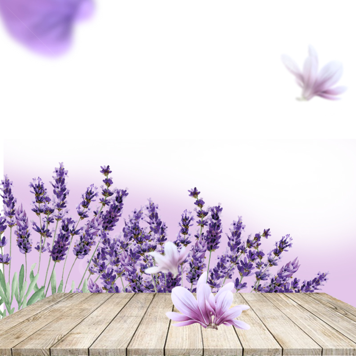 Lavender Flower Backgrounds