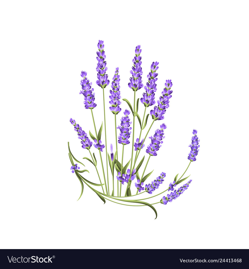 Lavender Flower Backgrounds