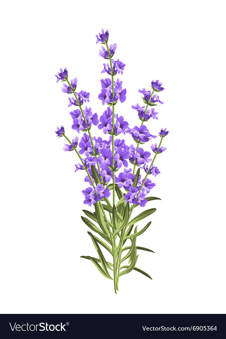 Lavender Flower Backgrounds