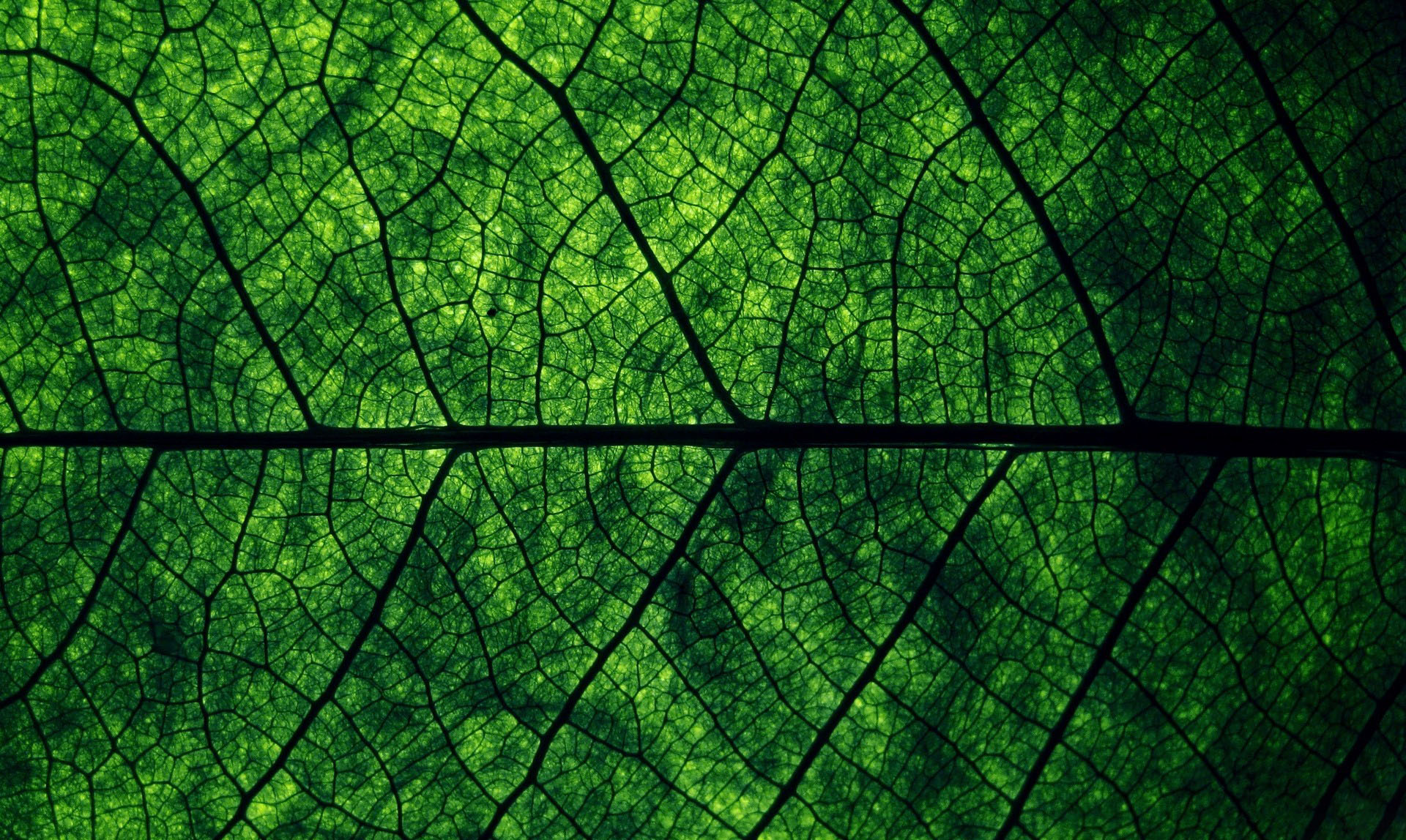 Leaf Texture Background