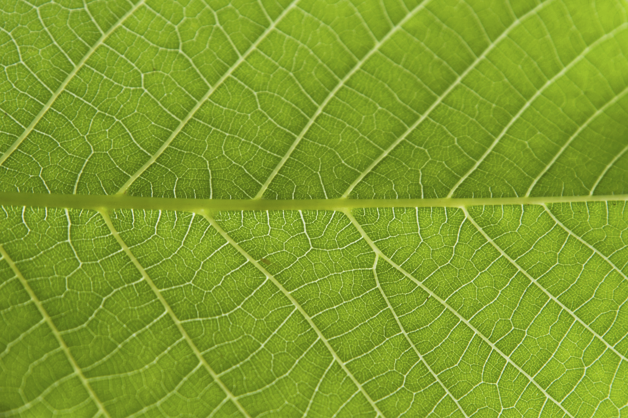 Leaf Texture Background