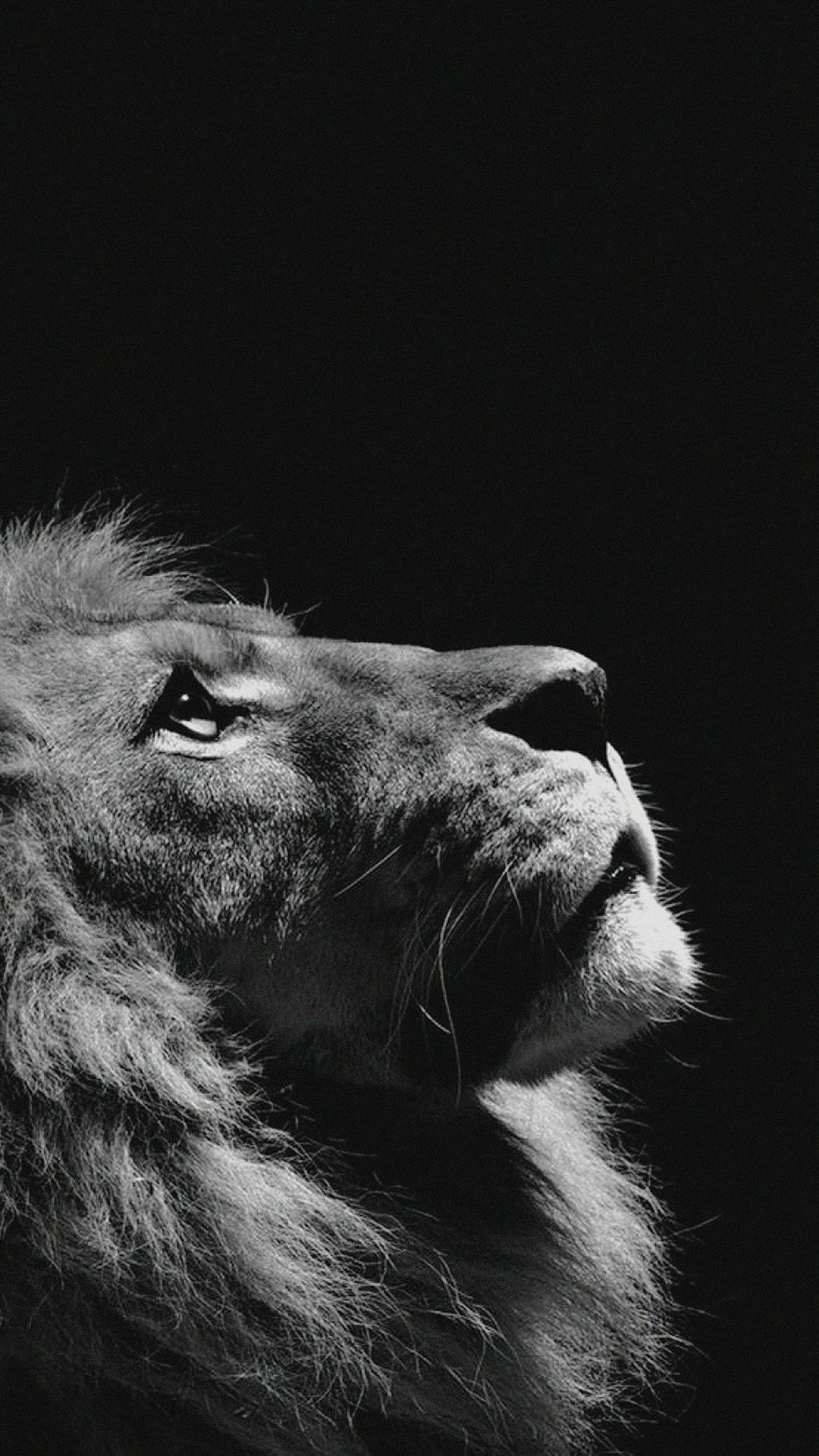 Lion Background Iphone