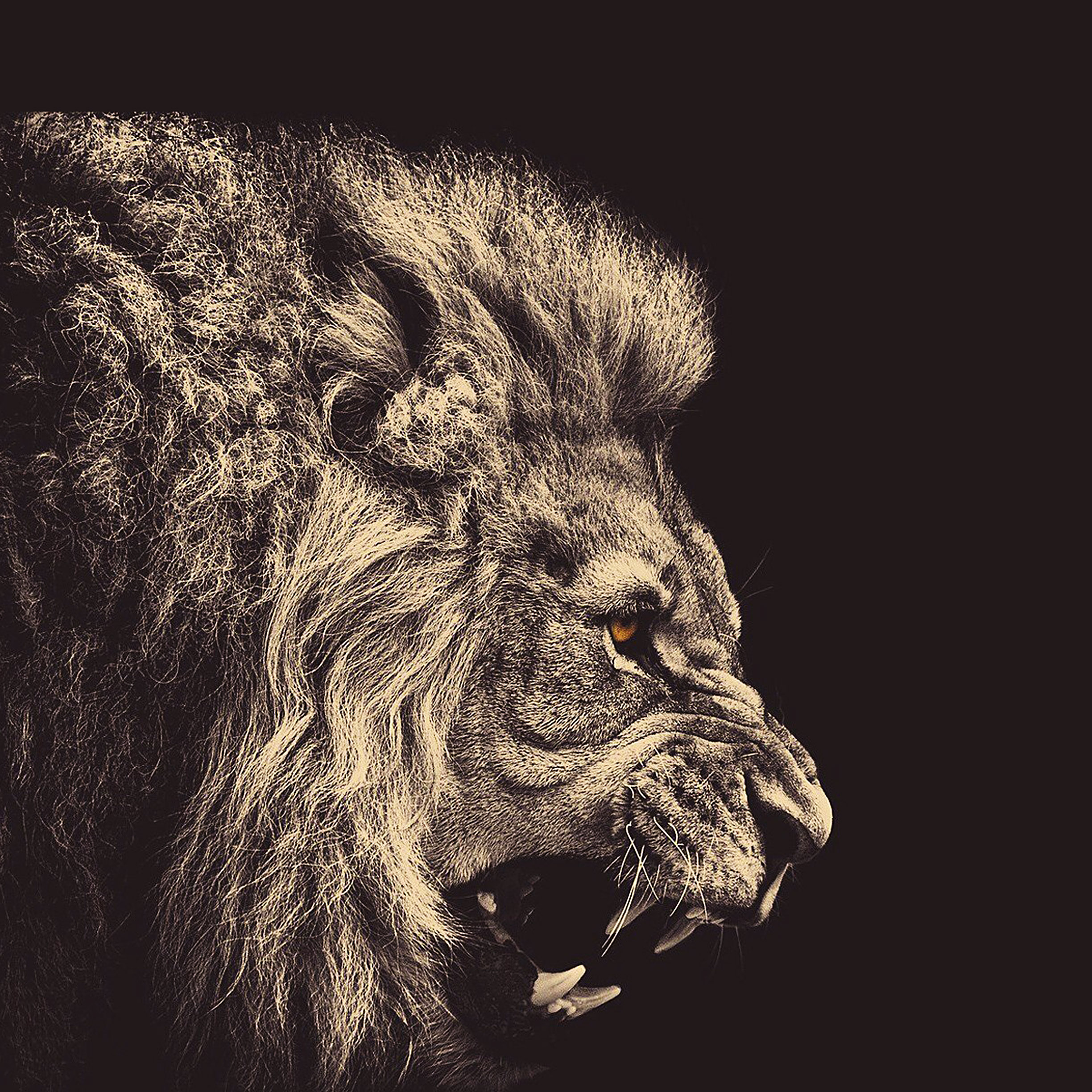 Lion Background Iphone