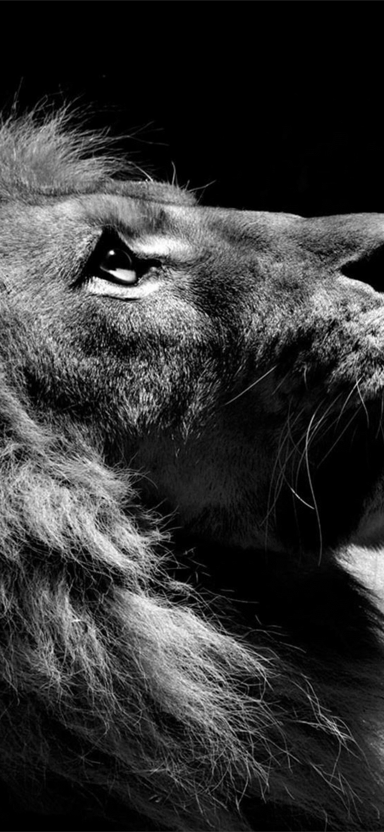 Lion Background Iphone