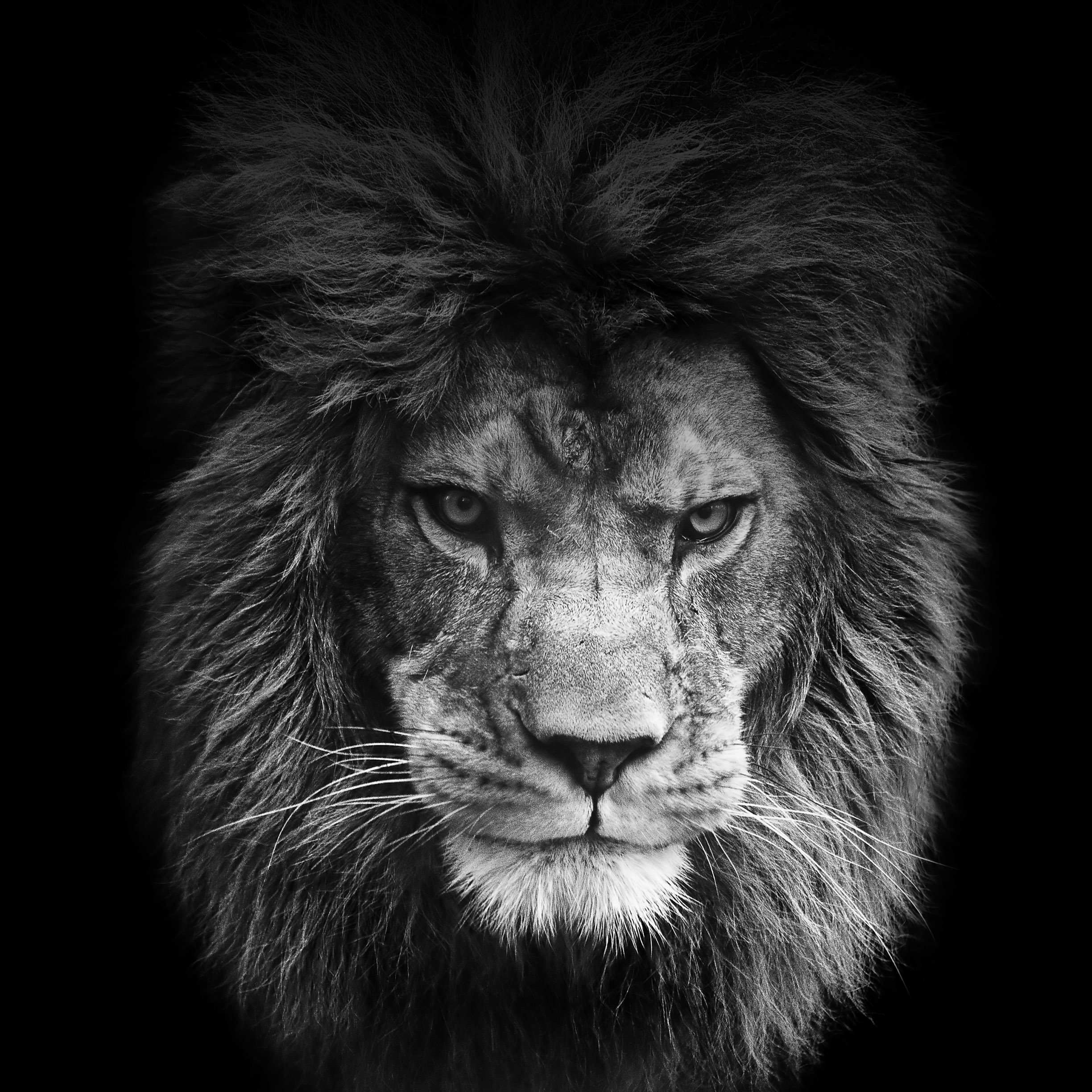 Lion Background Iphone