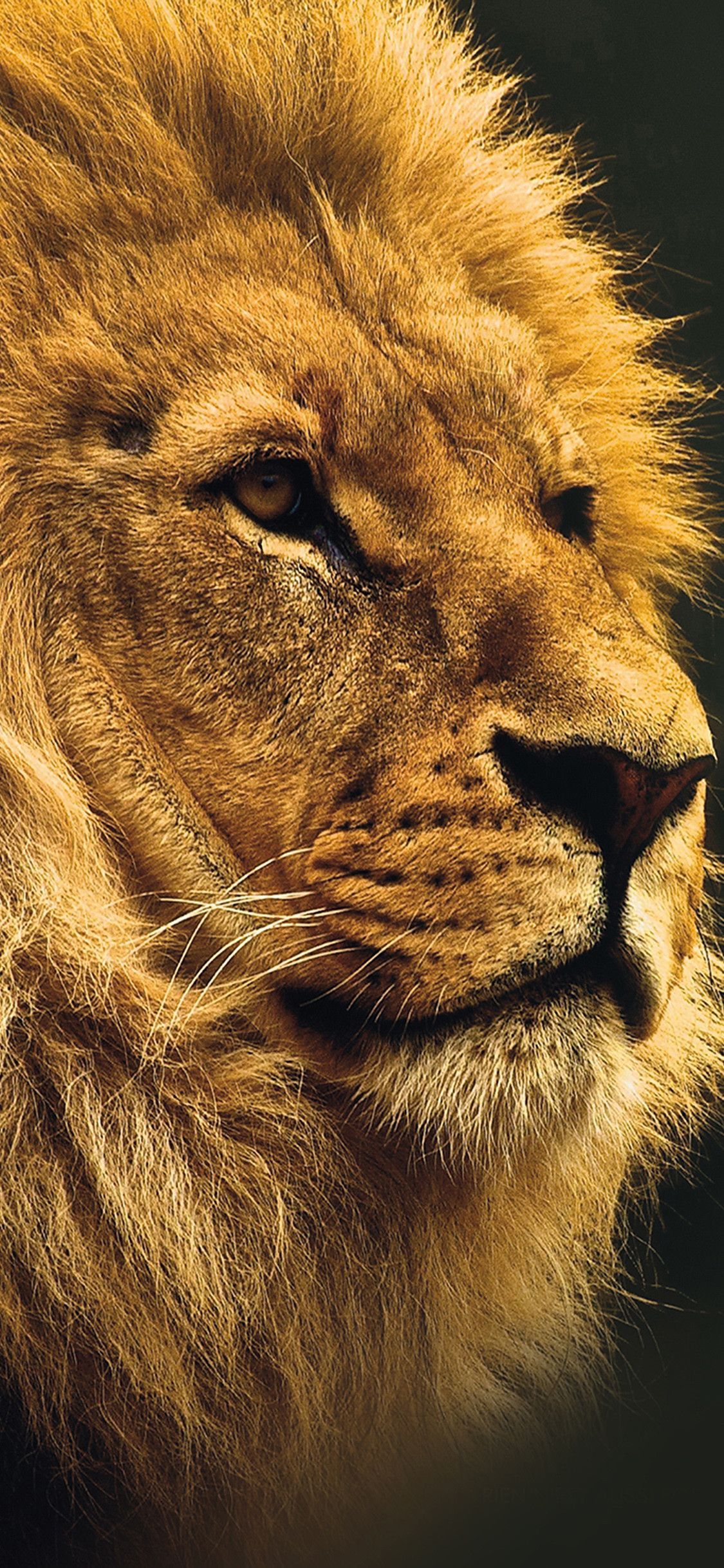 Lion Background Iphone