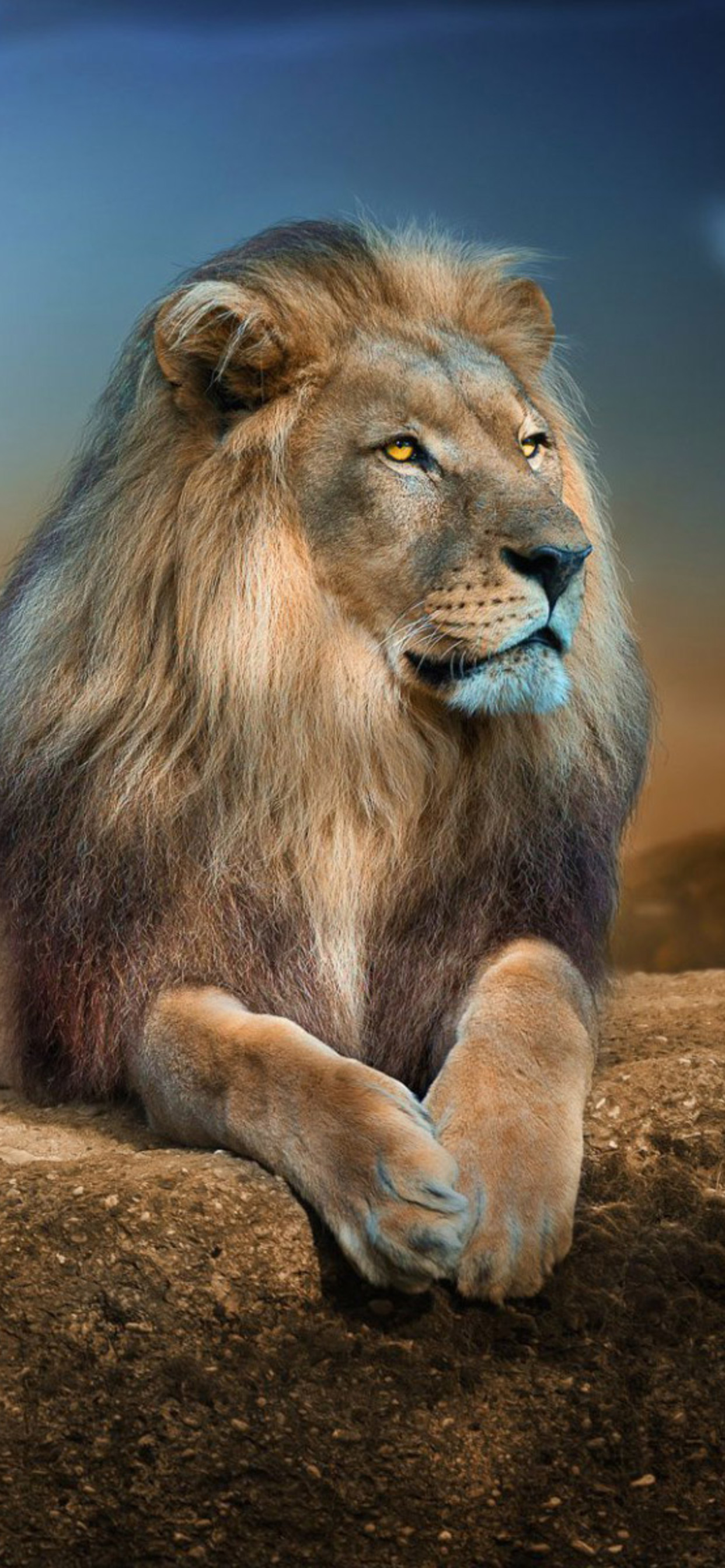 Lion Background Iphone