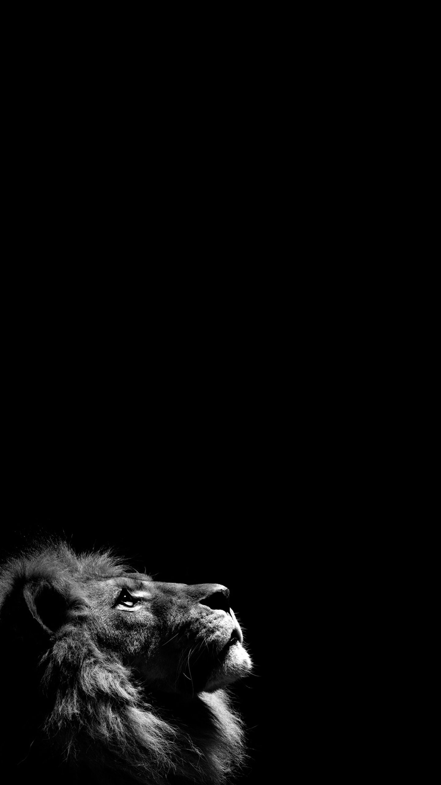 Lion Background Iphone