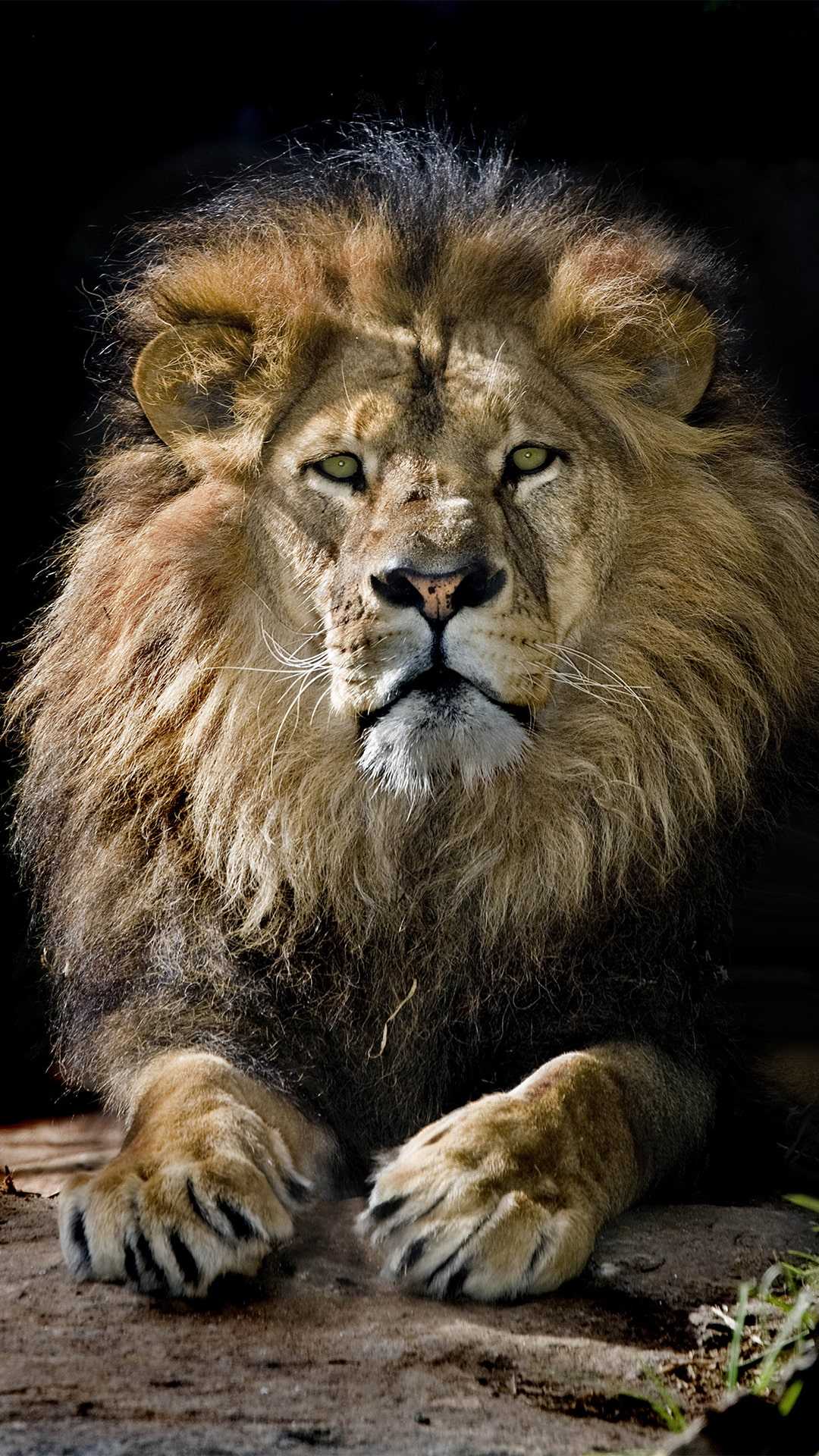 Lion Background Iphone