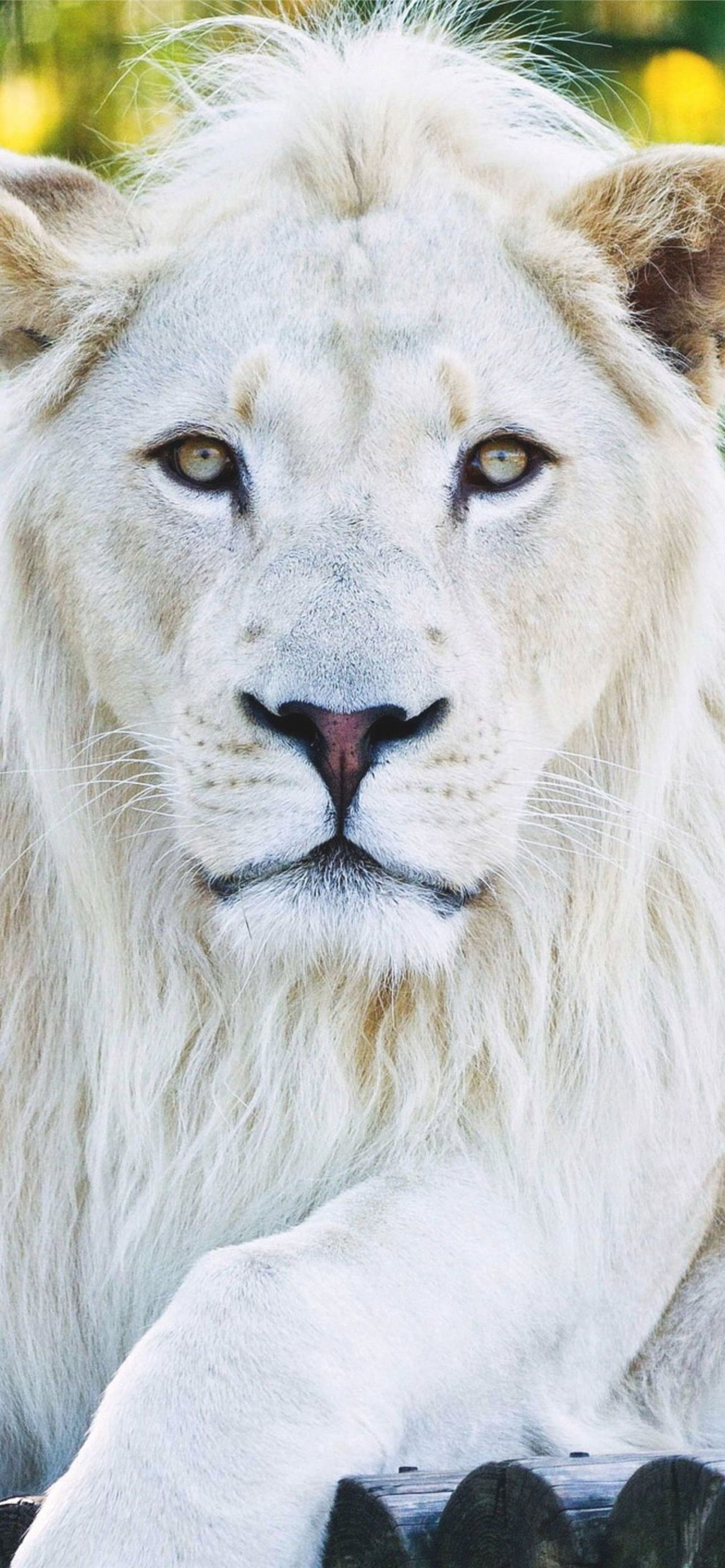 Lion Background Iphone