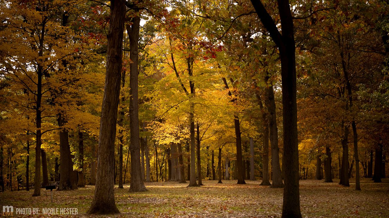 Michigan Backgrounds