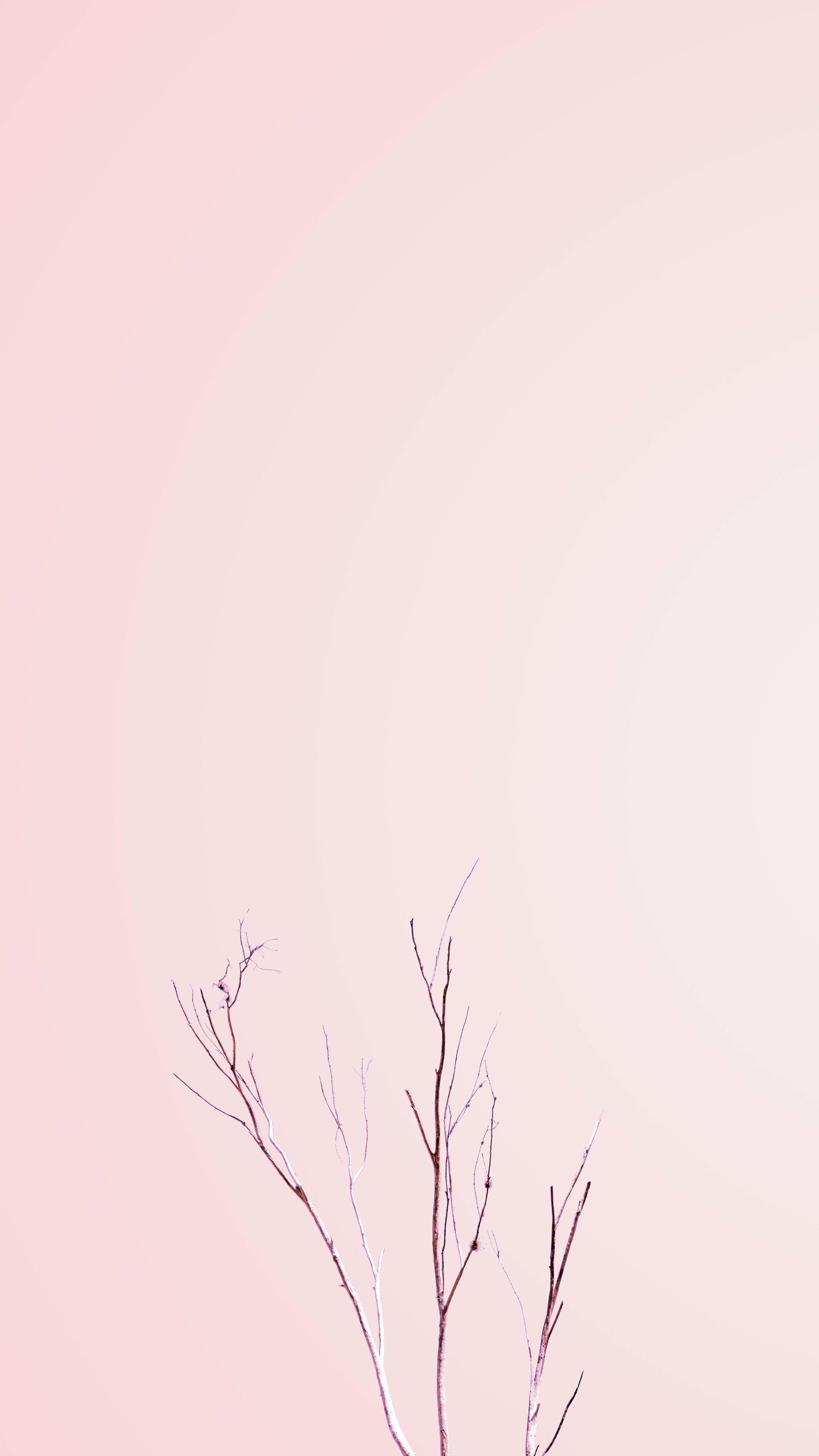 Minimalist Aesthetic Pastel Background Solid