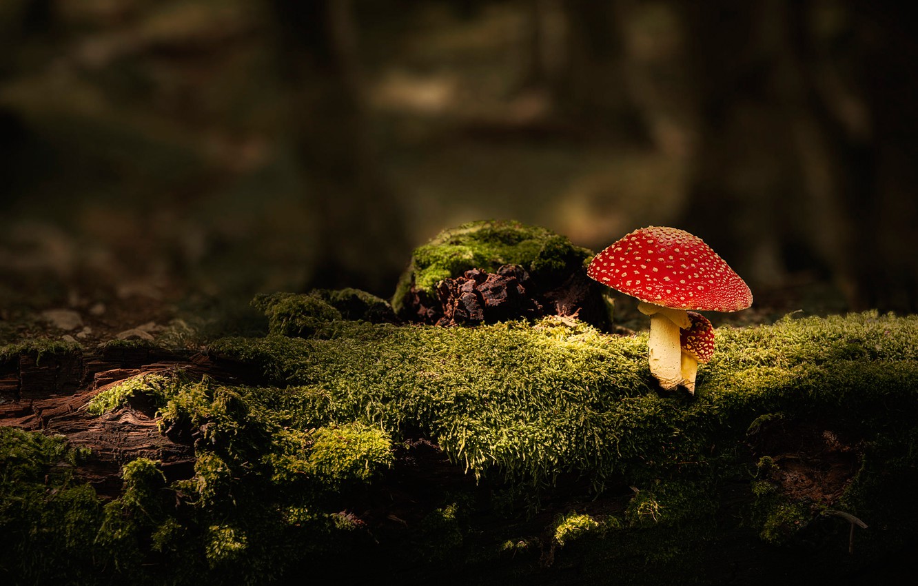 Mushroom Background