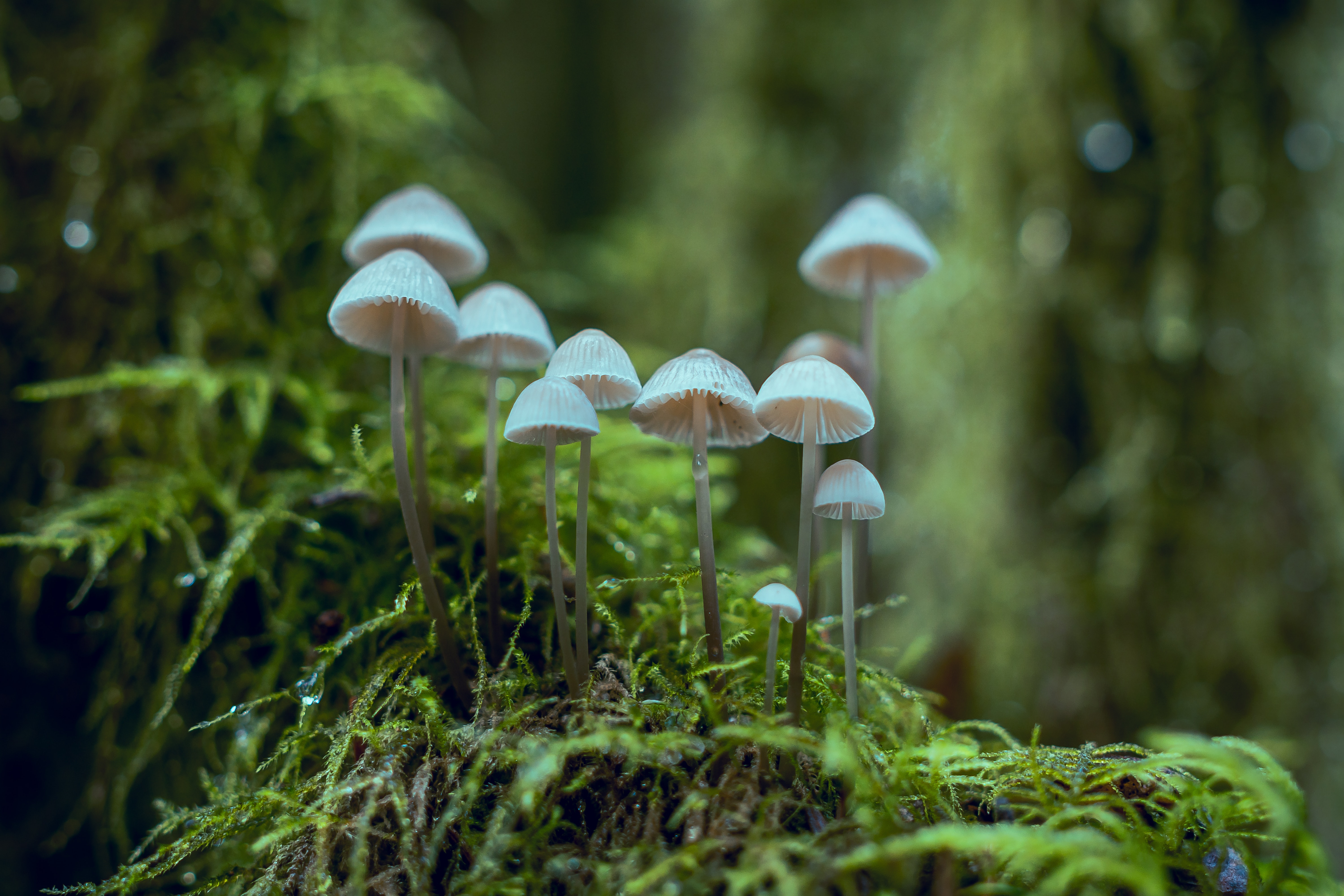 Mushroom Forest Background