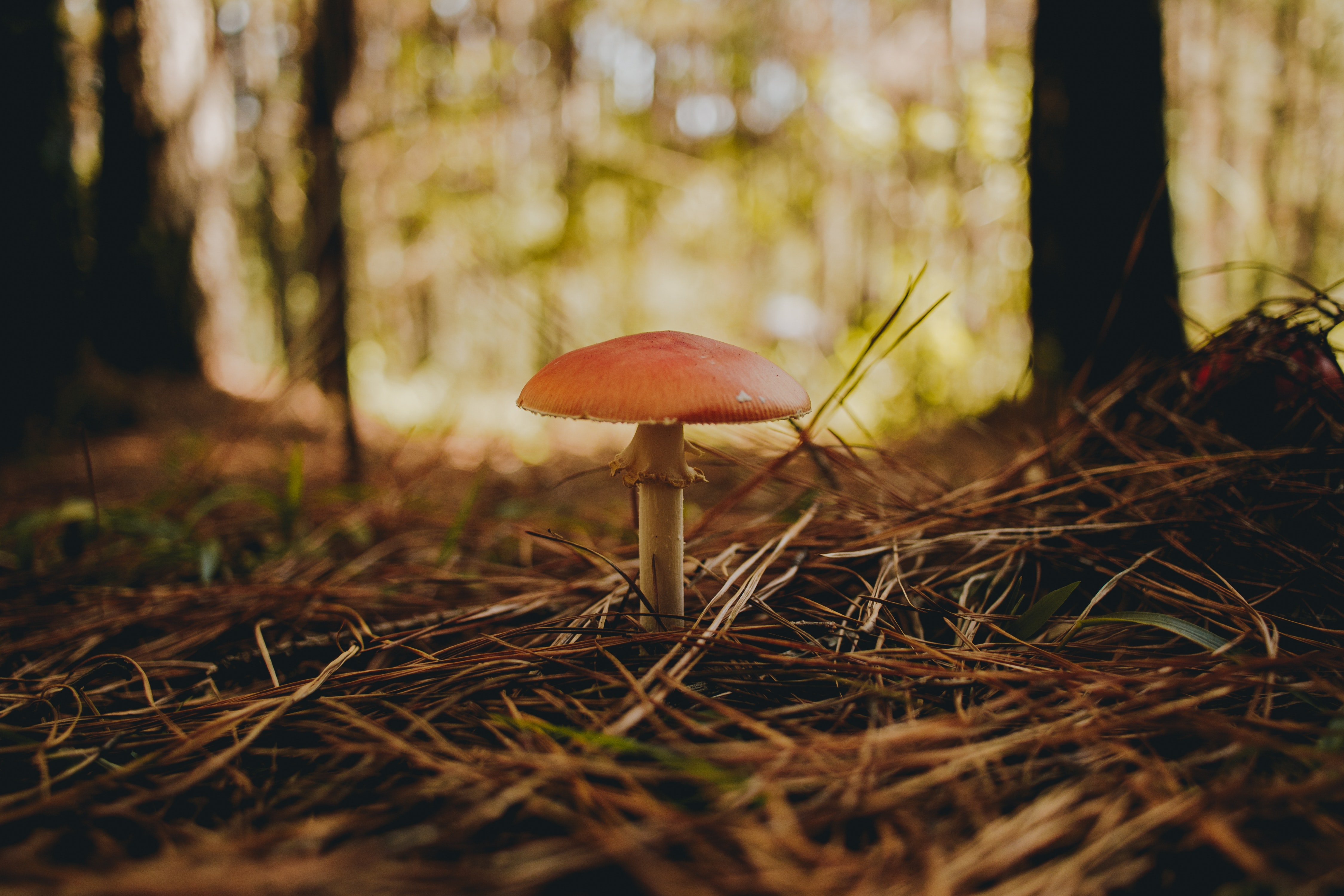 Mushroom Forest Background