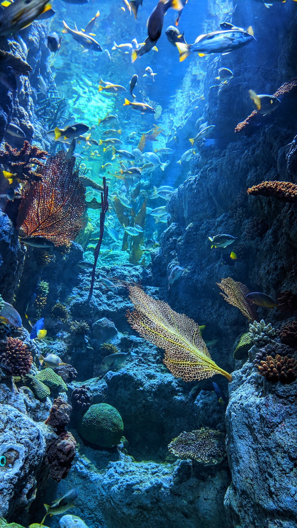 Ocean Reef Background