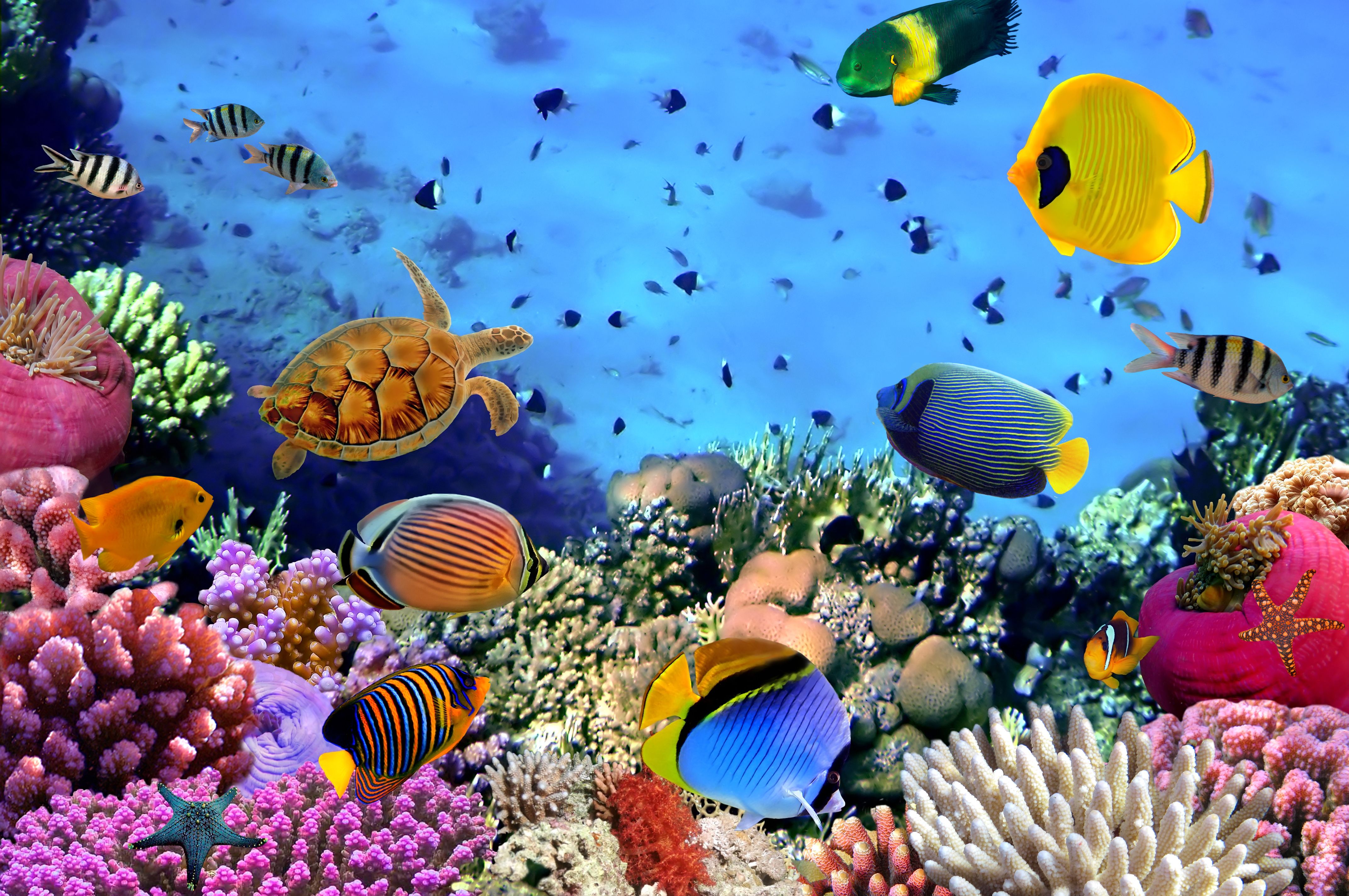 Ocean Reef Background