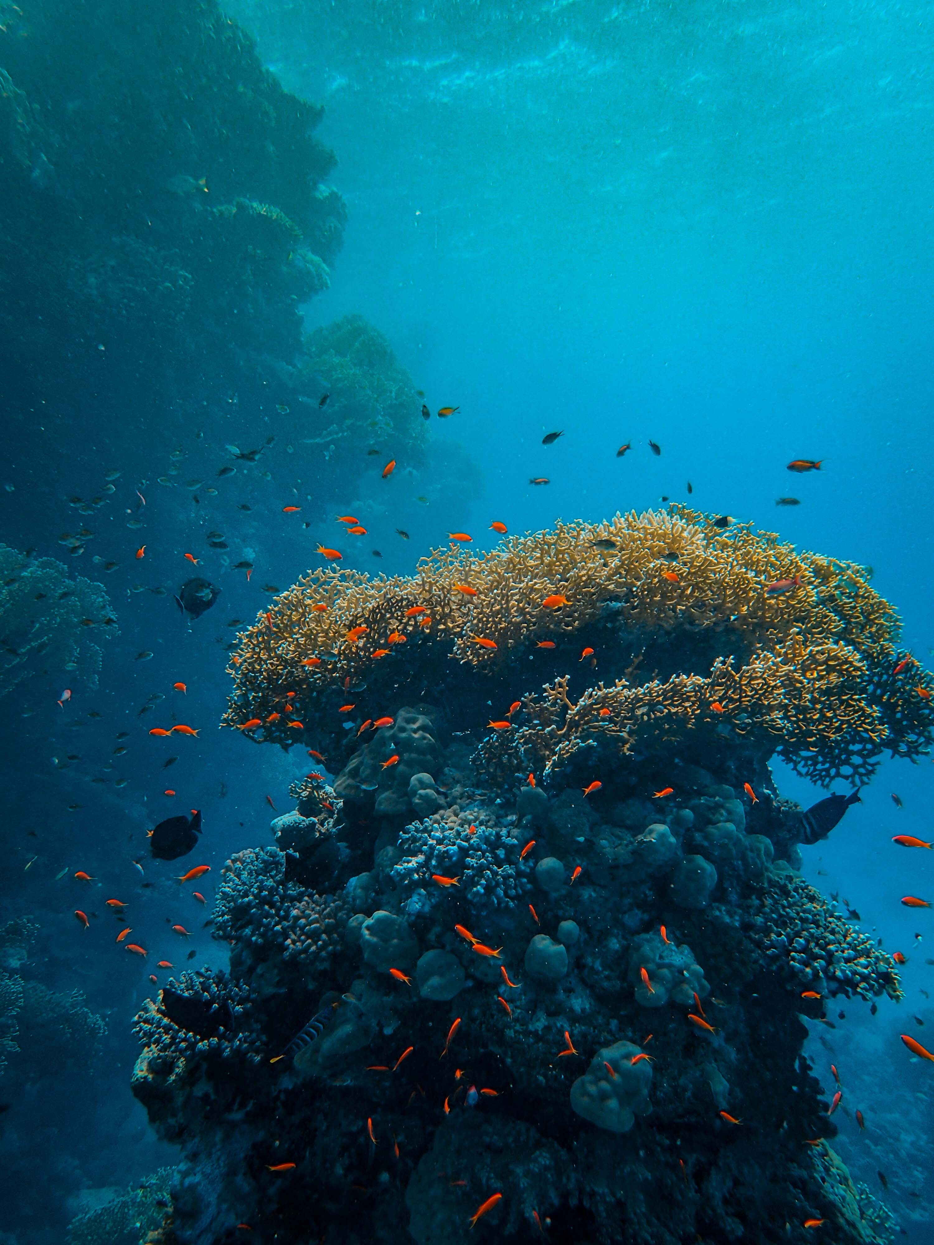 Ocean Reef Background