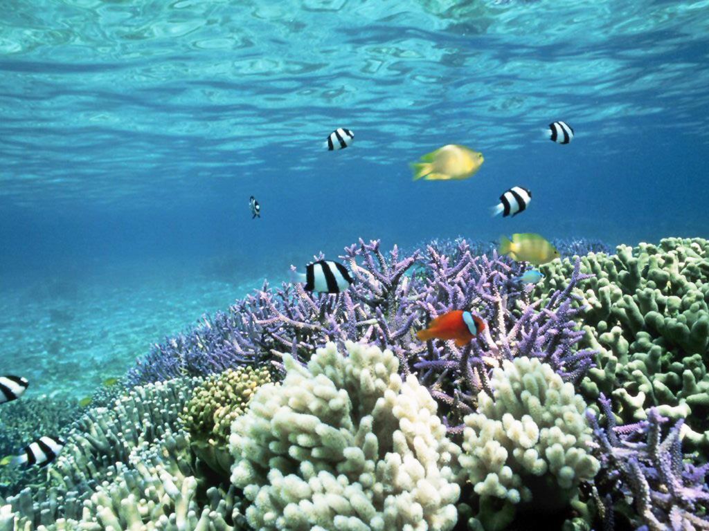 Ocean Reef Background