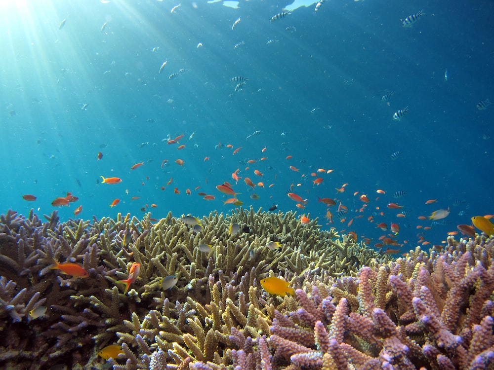 Ocean Reef Background