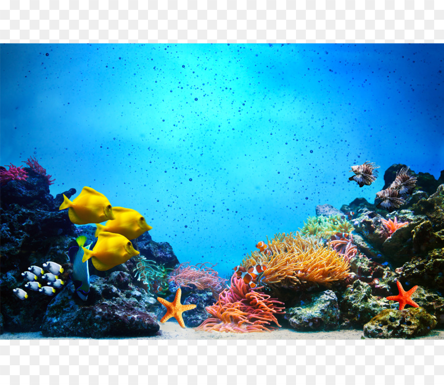 Ocean Reef Background