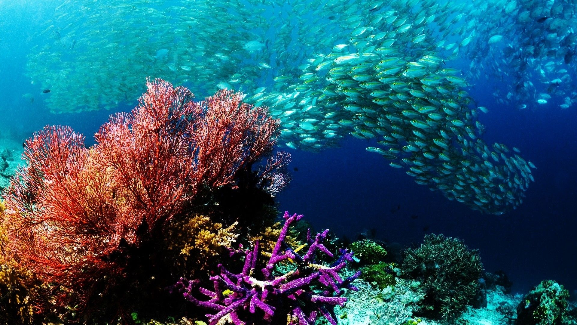 Ocean Reef Background