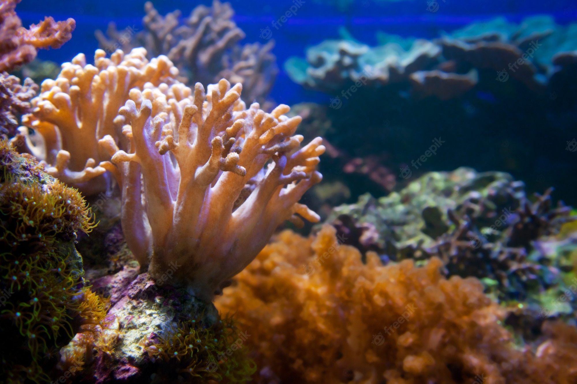 Ocean Reef Background