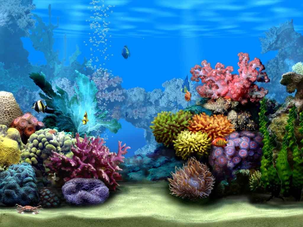 Ocean Reef Background