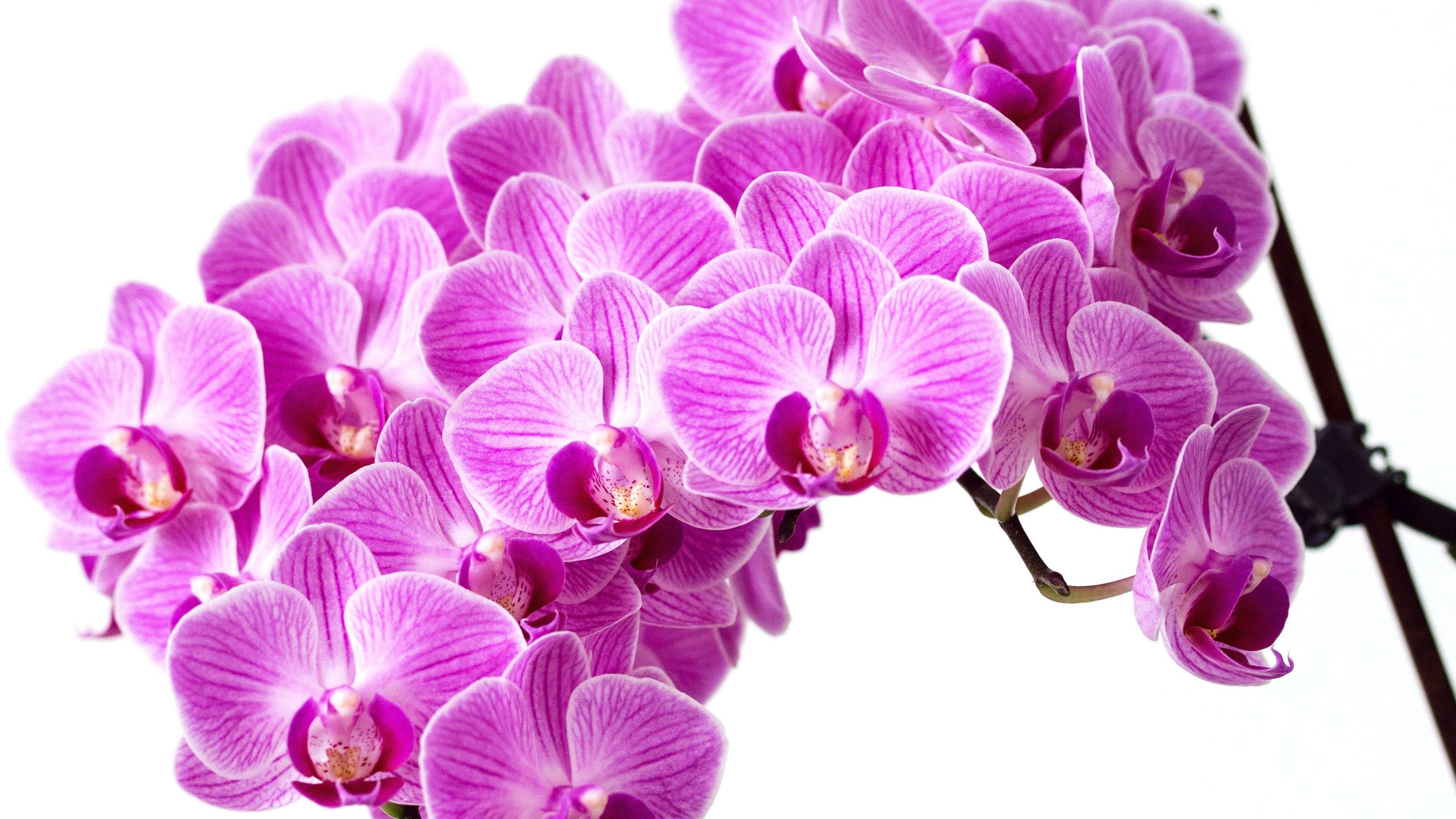 Orchids Background