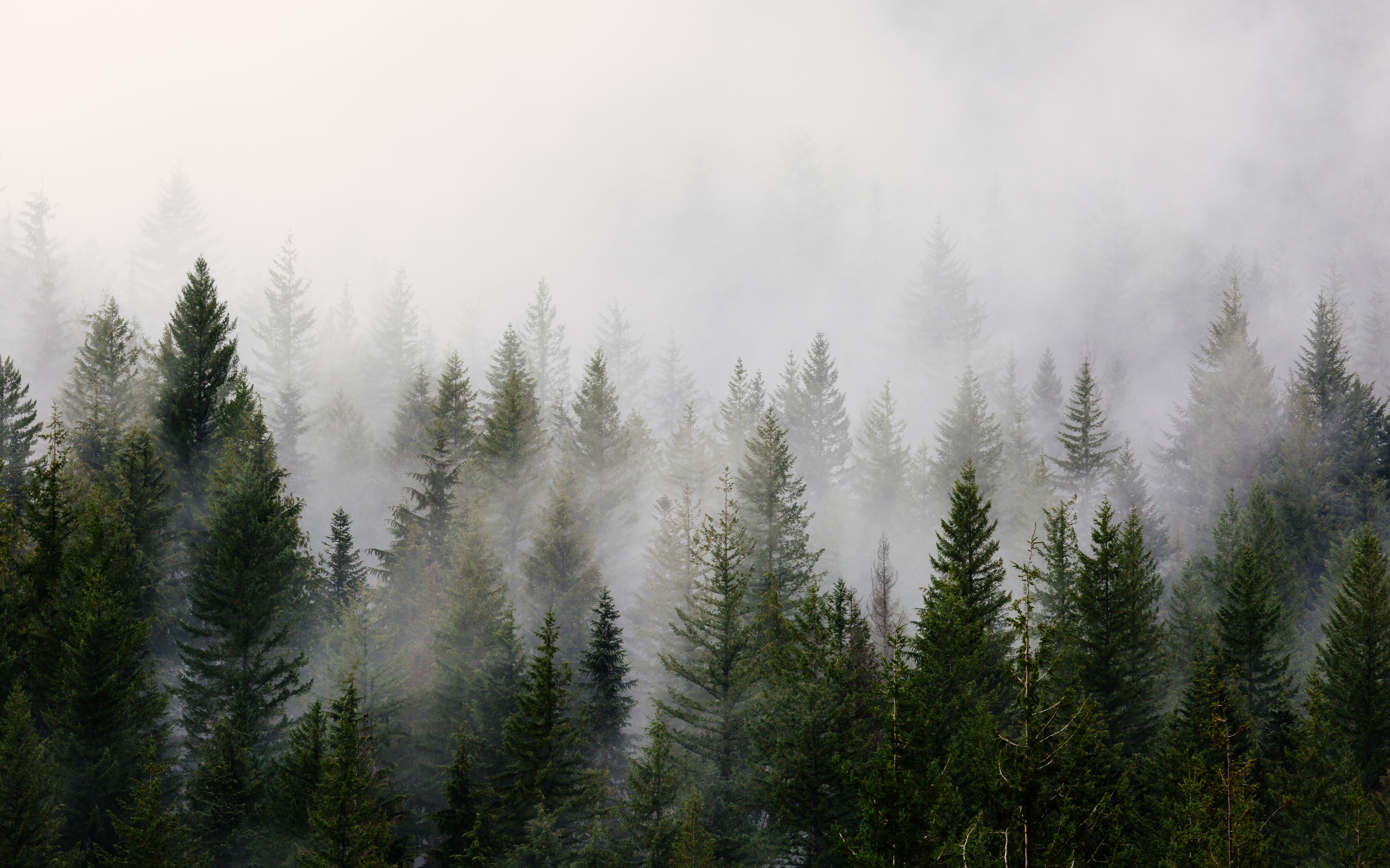 Pacific Northwest Background