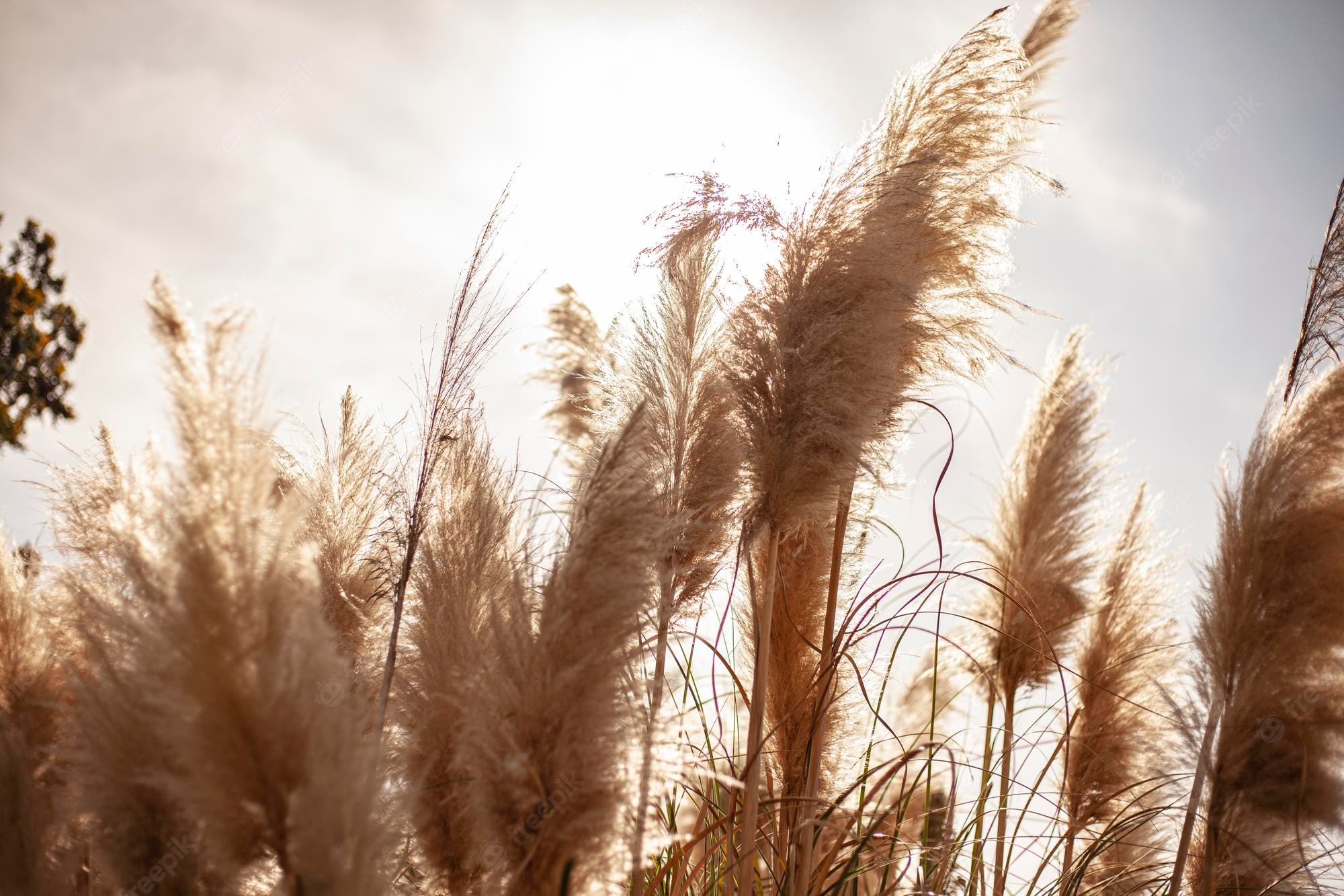 Pampas Grass Background