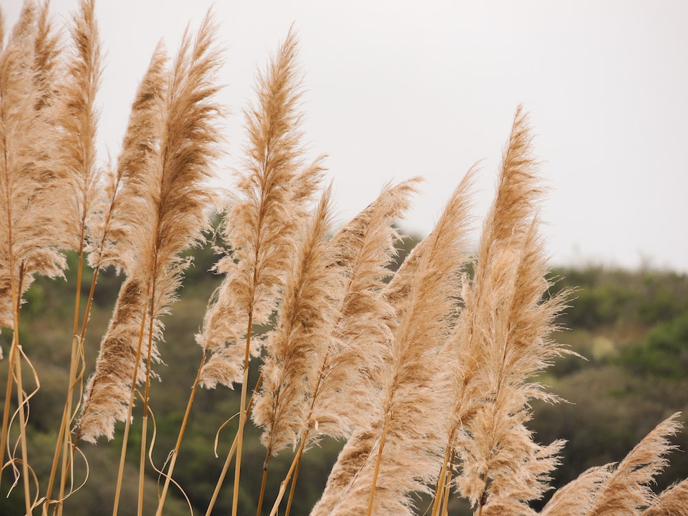 Pampas Grass Background