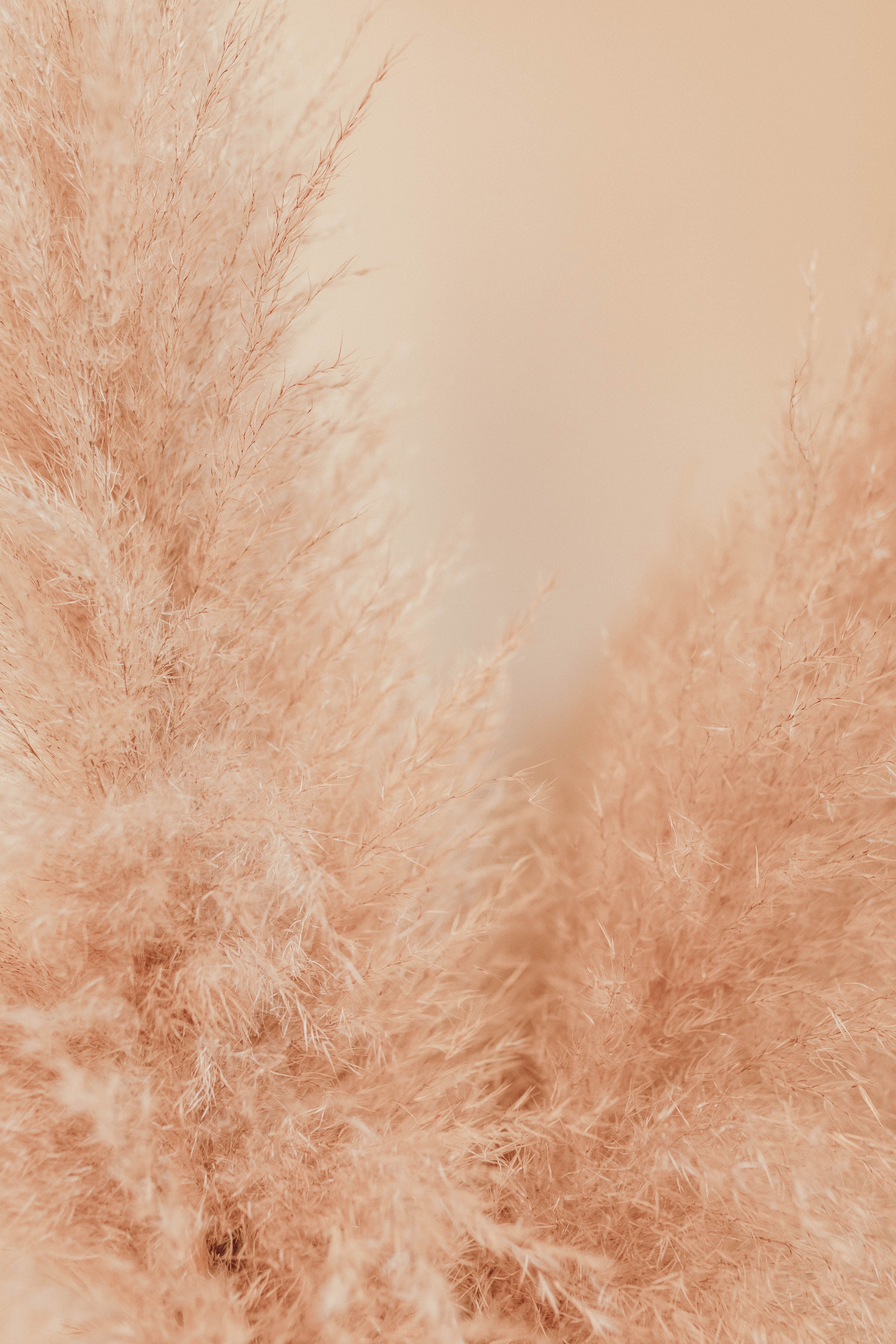 Pampas Grass Background