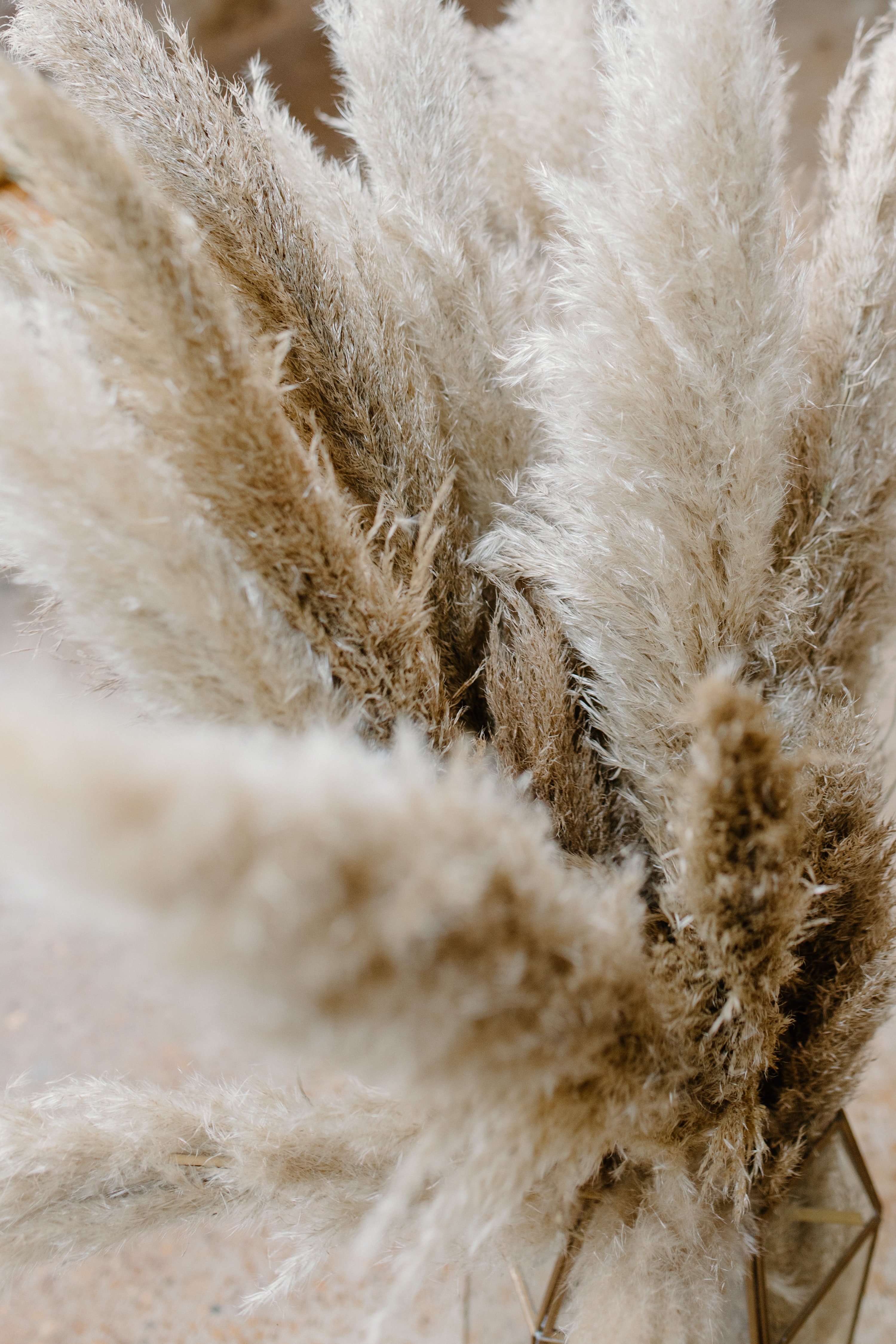 Pampas Grass Background