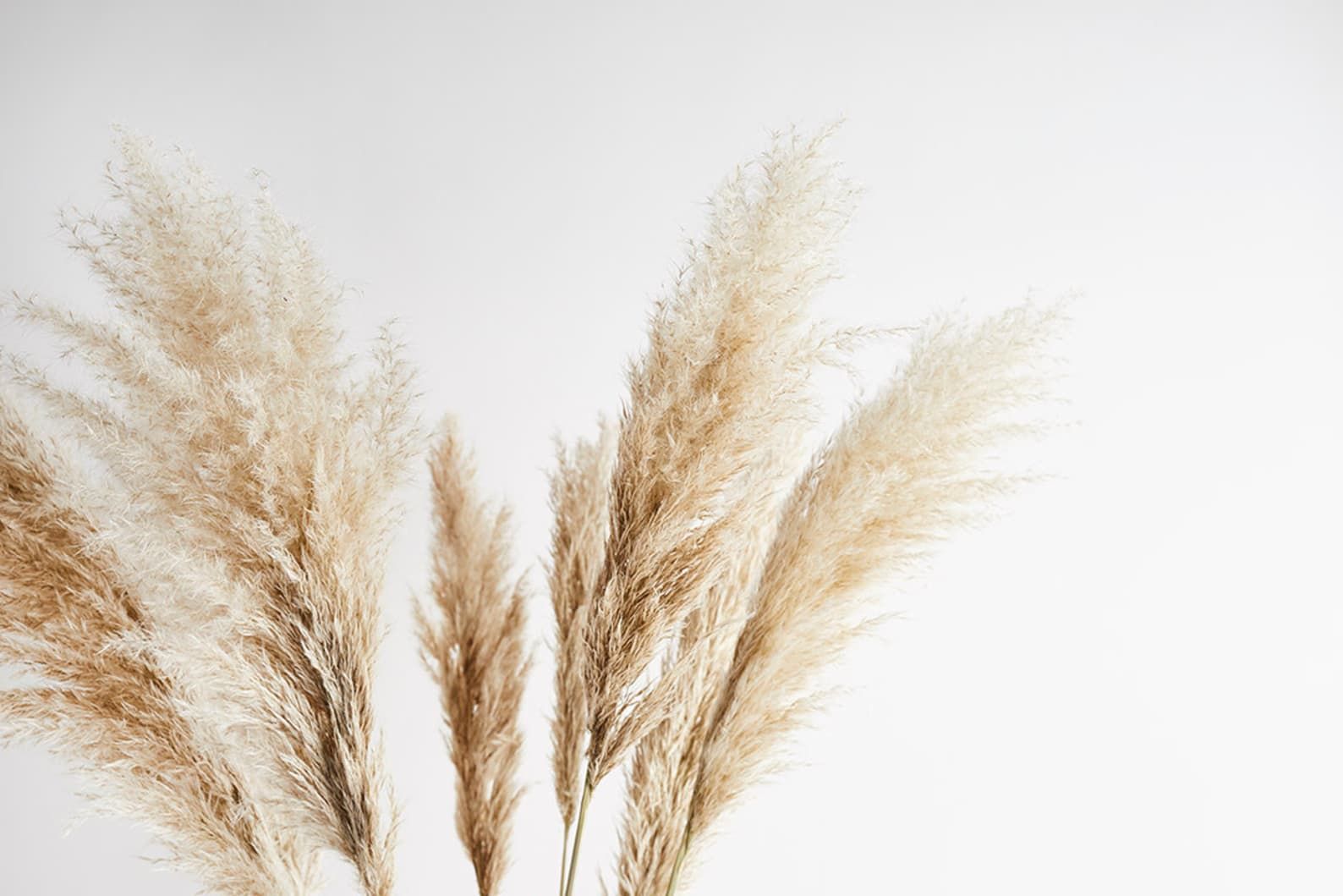 Pampas Grass Background