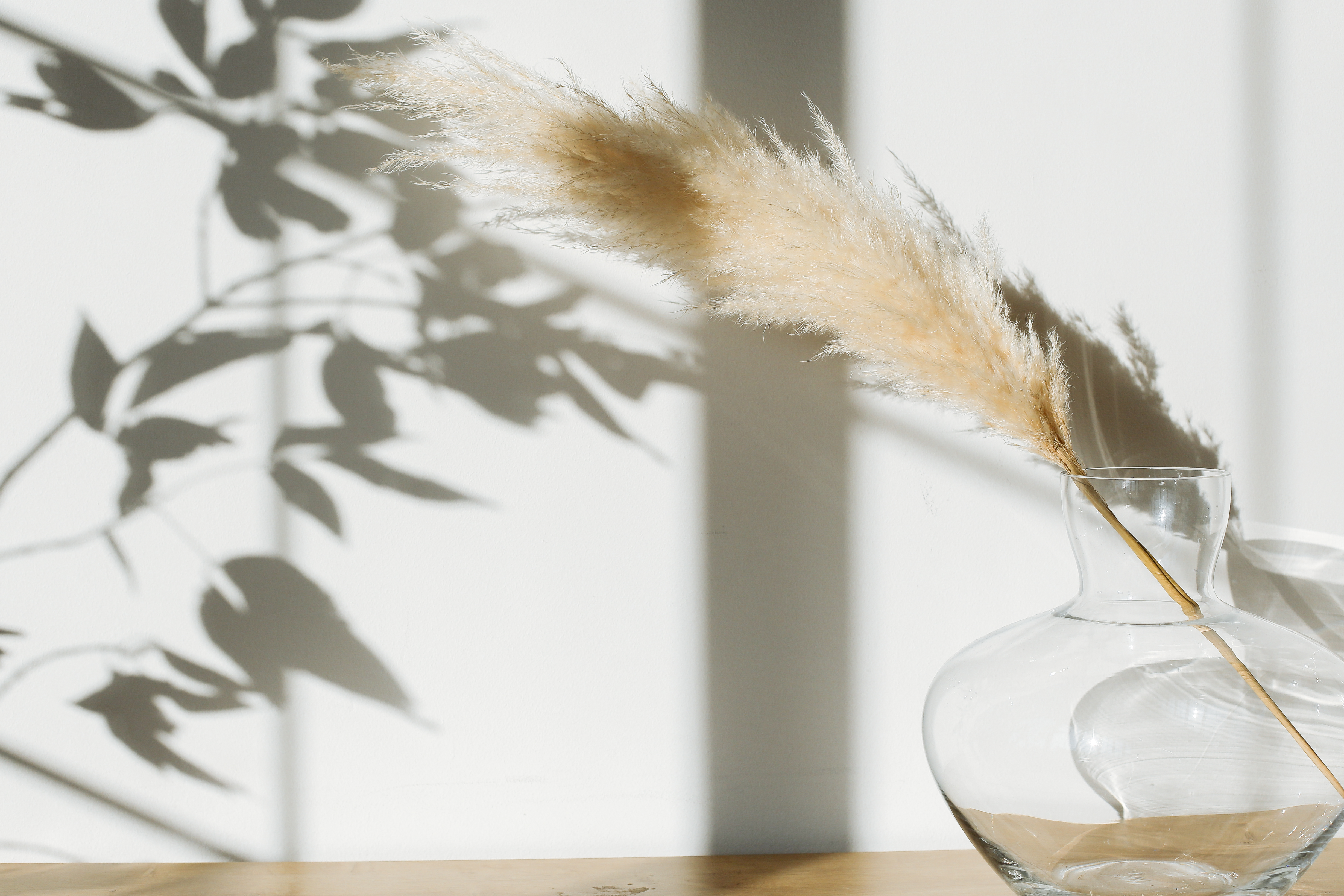 Pampas Grass Background