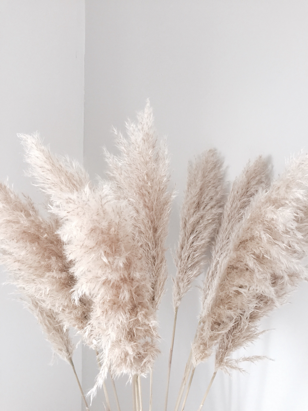 Pampas Grass Background