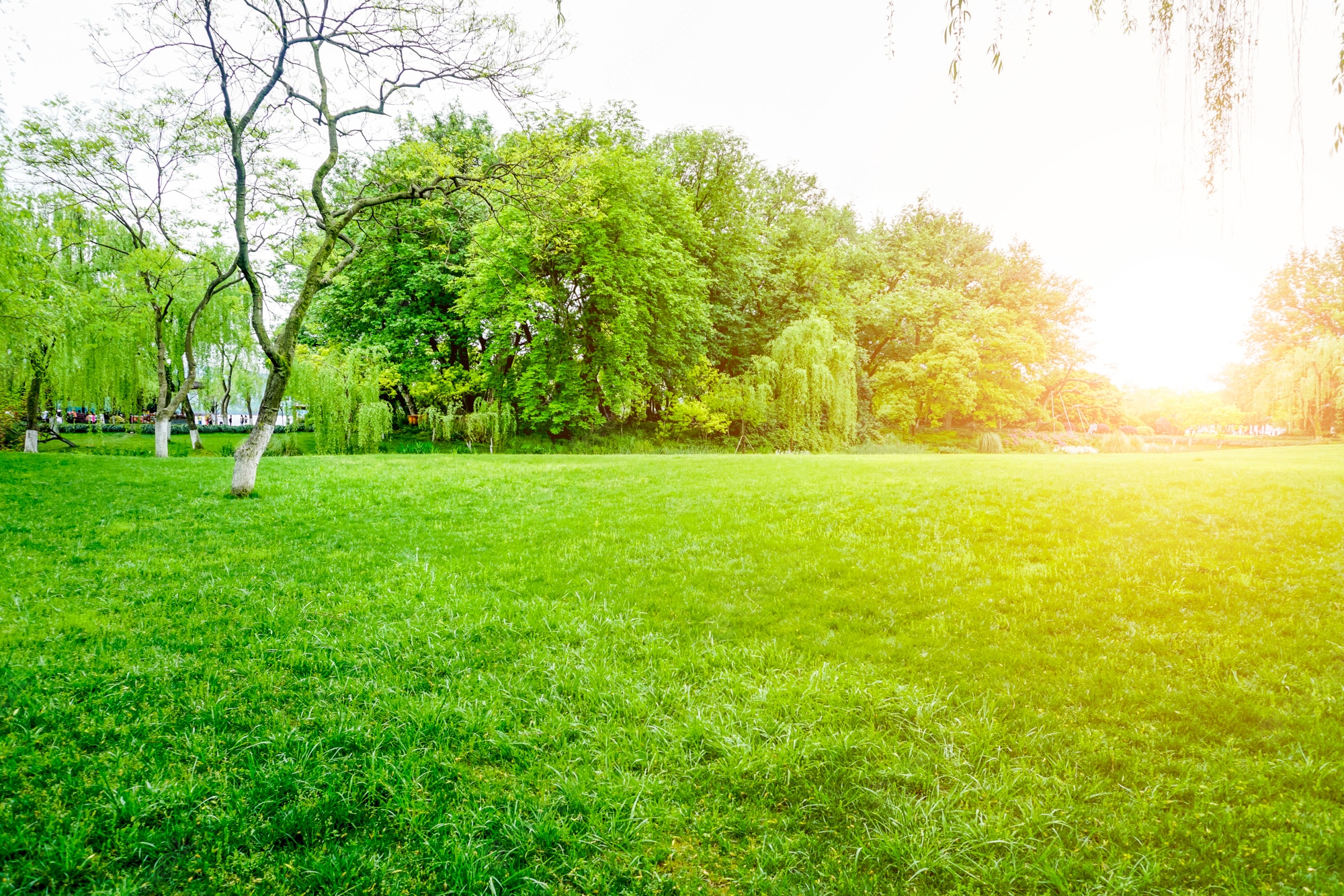 Park Background