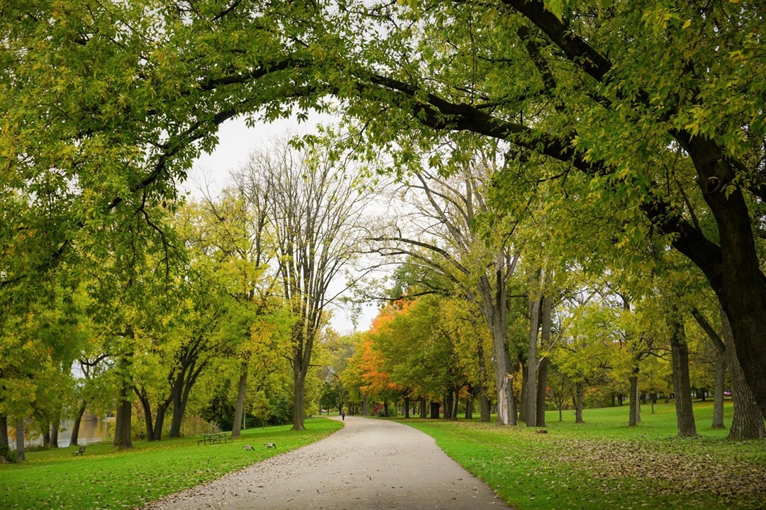 Park Background