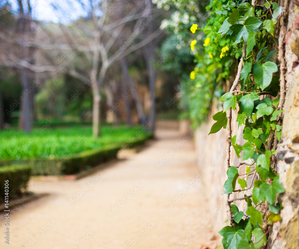 Park Background