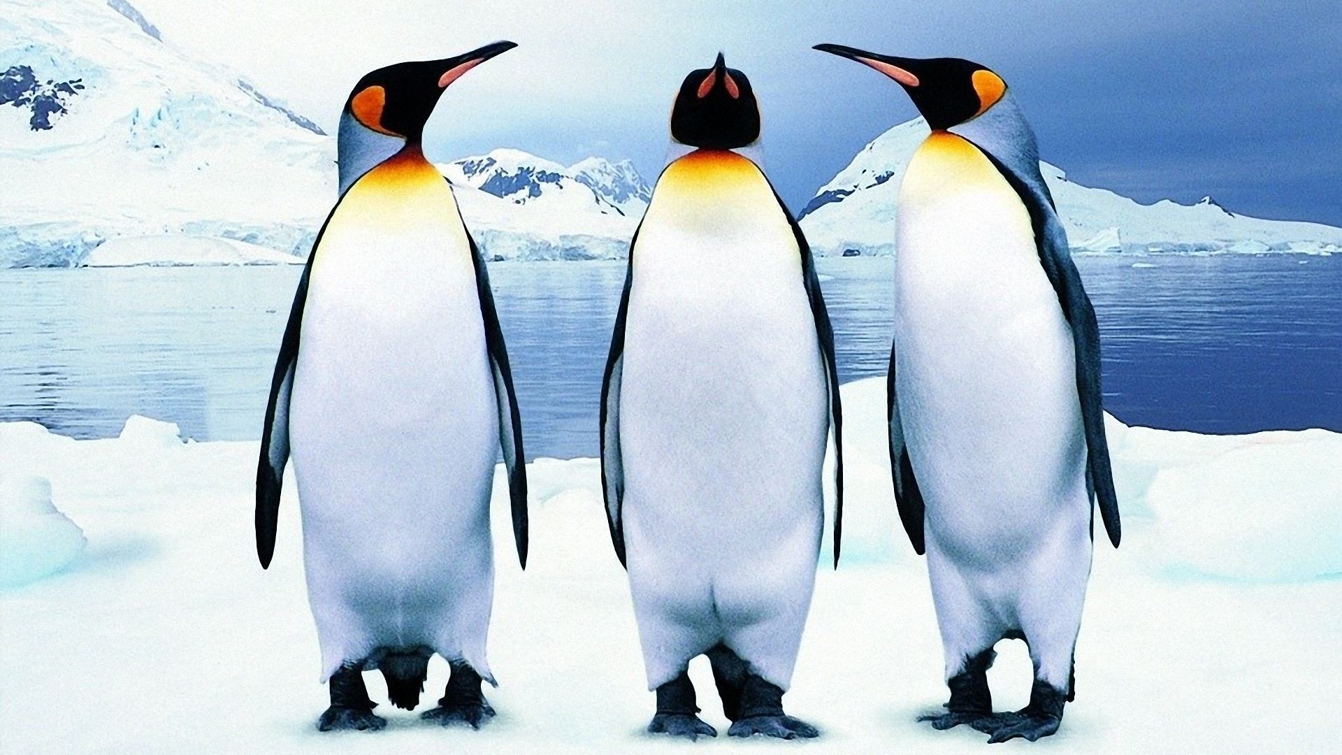 Penguin Background