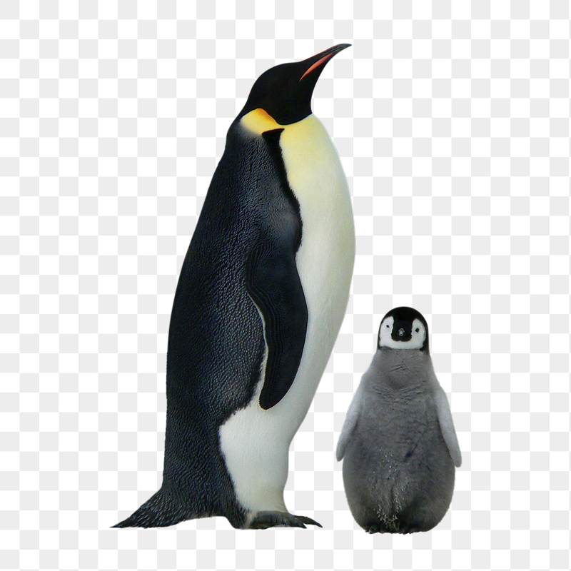 Penguin Background