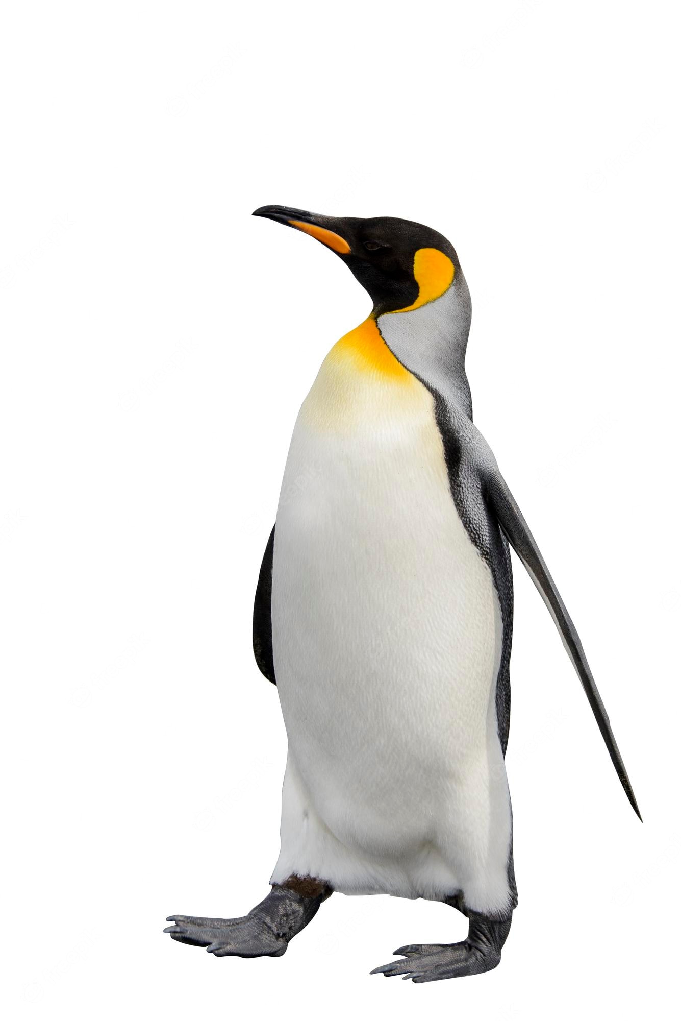 Penguin Background